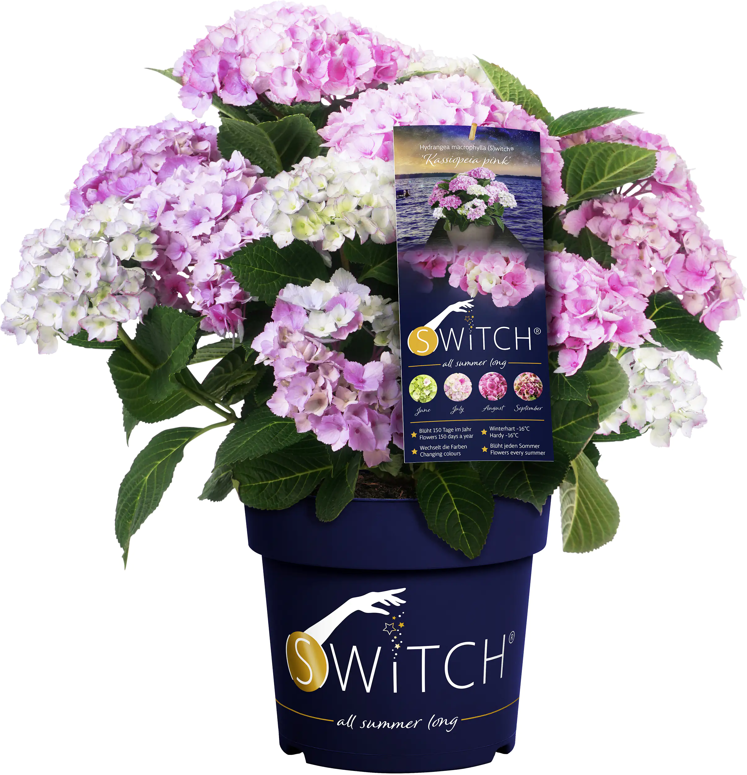 Bauernhortensie Switch Hydrangea mac. H 30-40 cm 3L Container