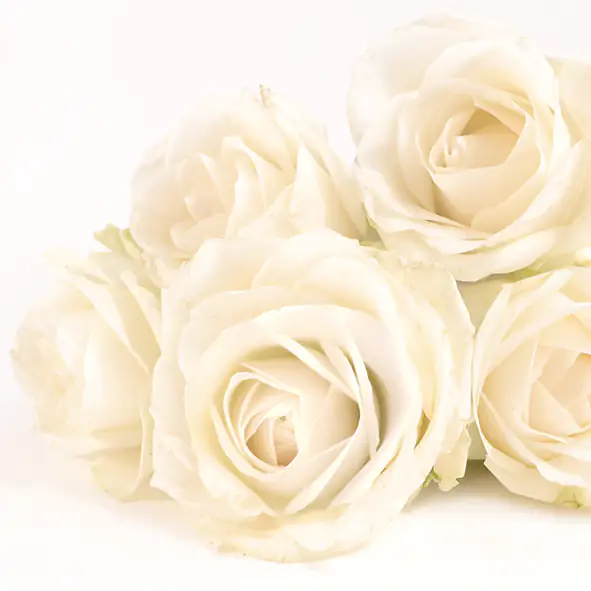 Braun & Company Servietten Elegant Rose 33 x 33 cm - 20er Pack