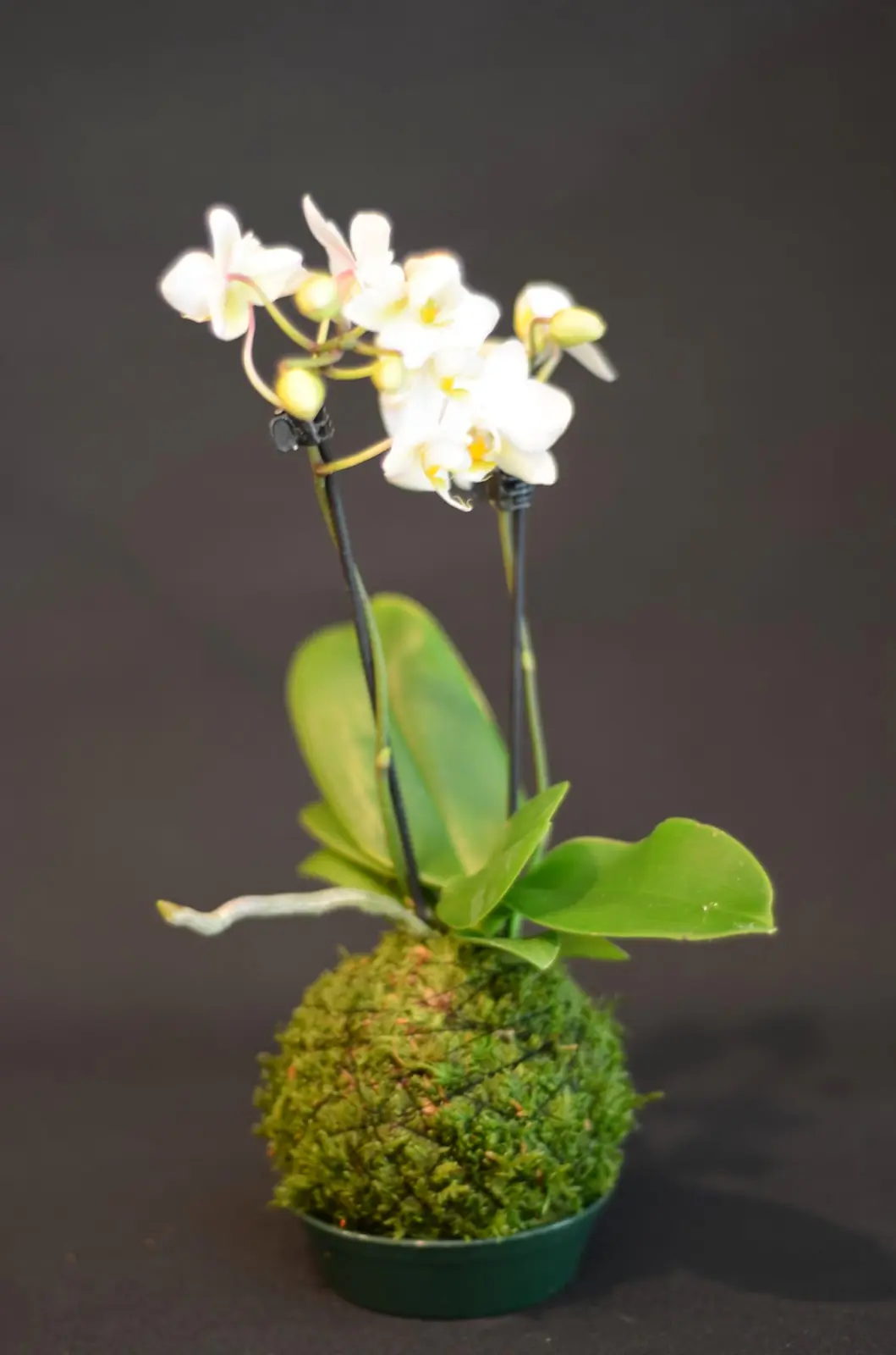 Lebendes Plattmoos für Dekorationen, Kränze und Terrarien