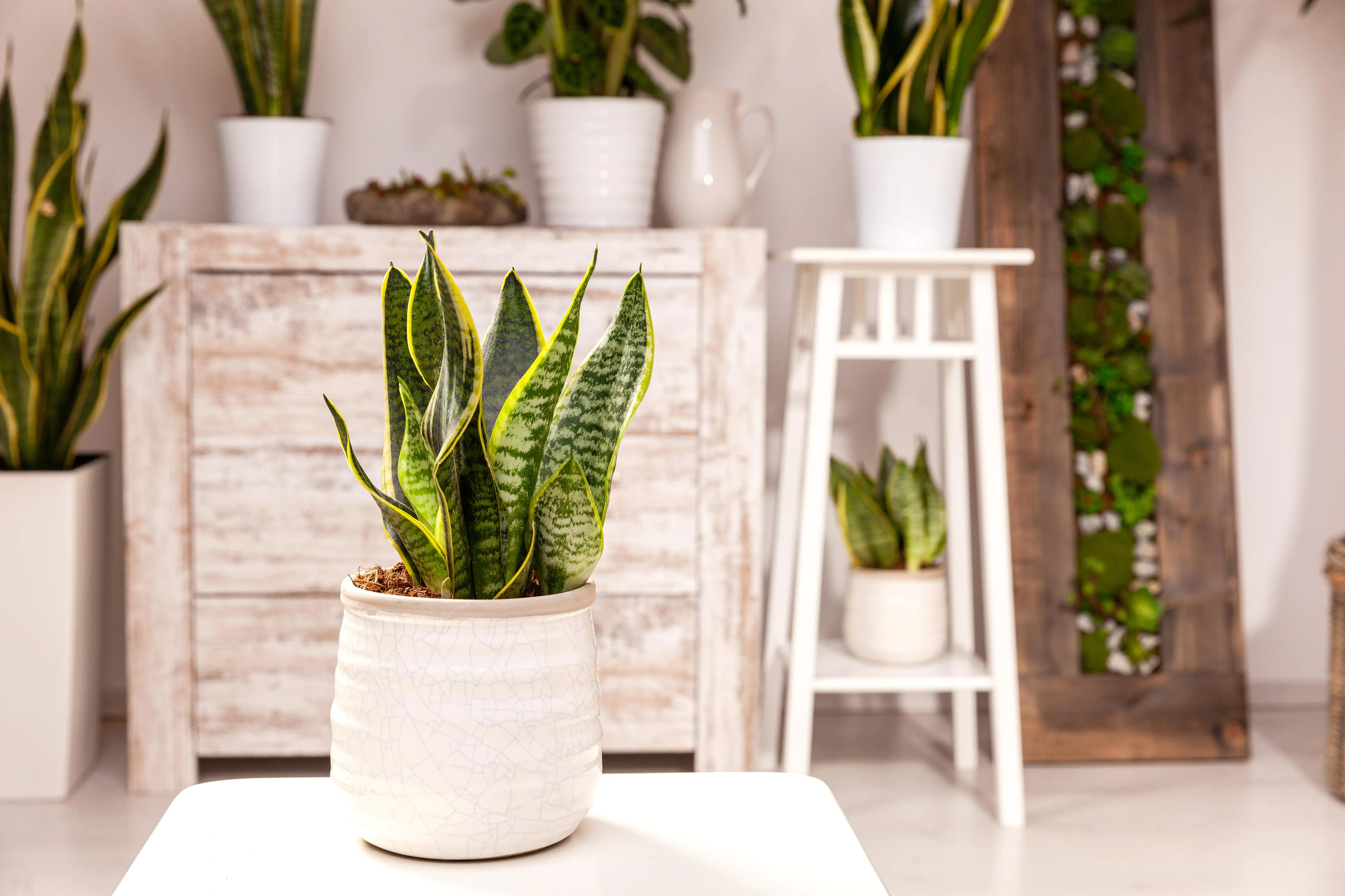 Sansevieria Laurentii Bogenhanf 30 cm 12 cm Topf