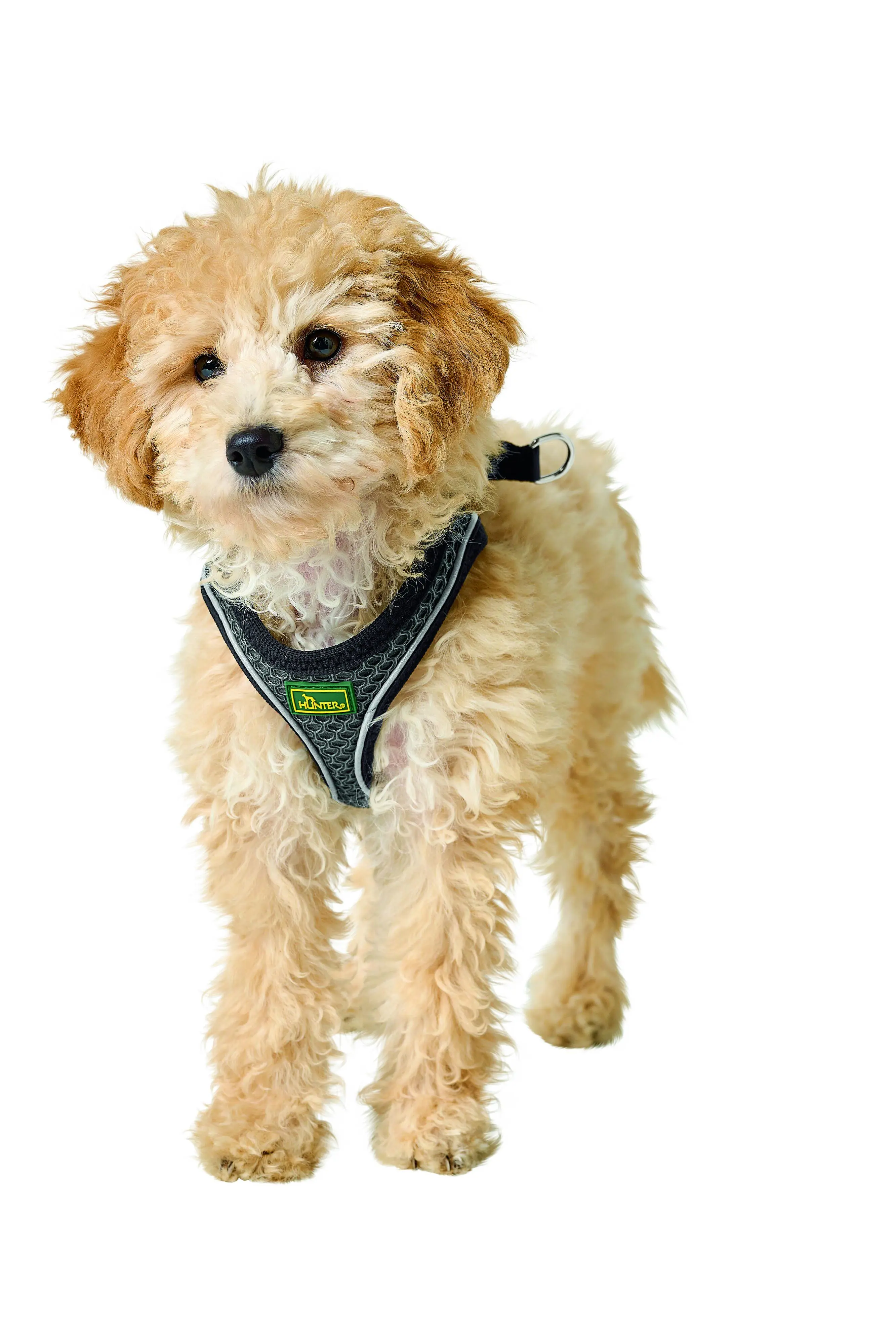 Hunter Hundegeschirr Hilo Comfort XXS-XS anthrazit