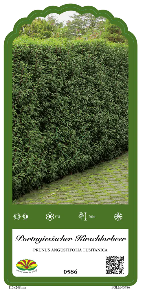 Portugiesischer Kirschlorbeer Prunus lusitanica 10 L Container