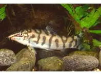 Netzschmerle Botia lohachata