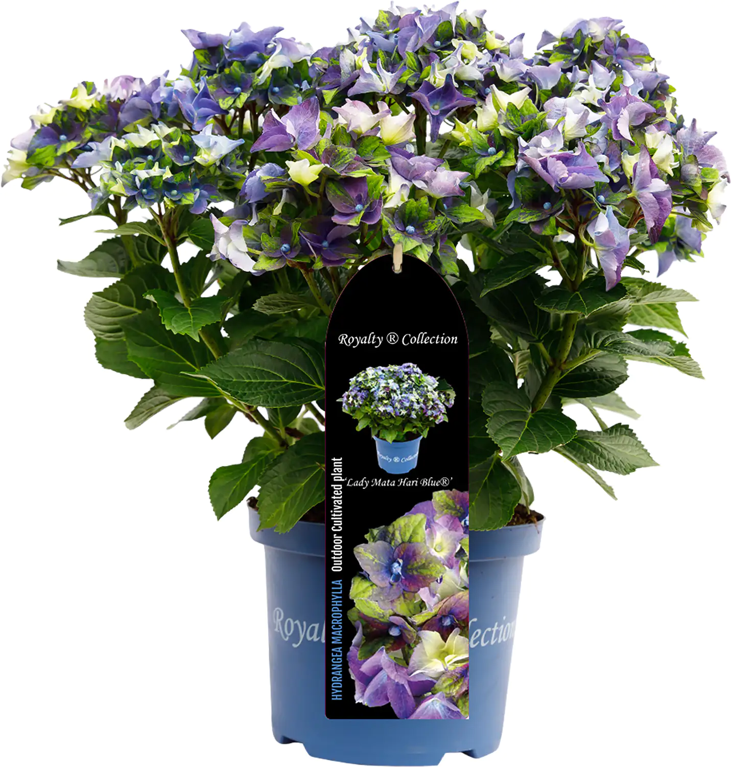 Bauernhortensie Royalty Collection Hydrangea mac H 30-40 cm 3L Container