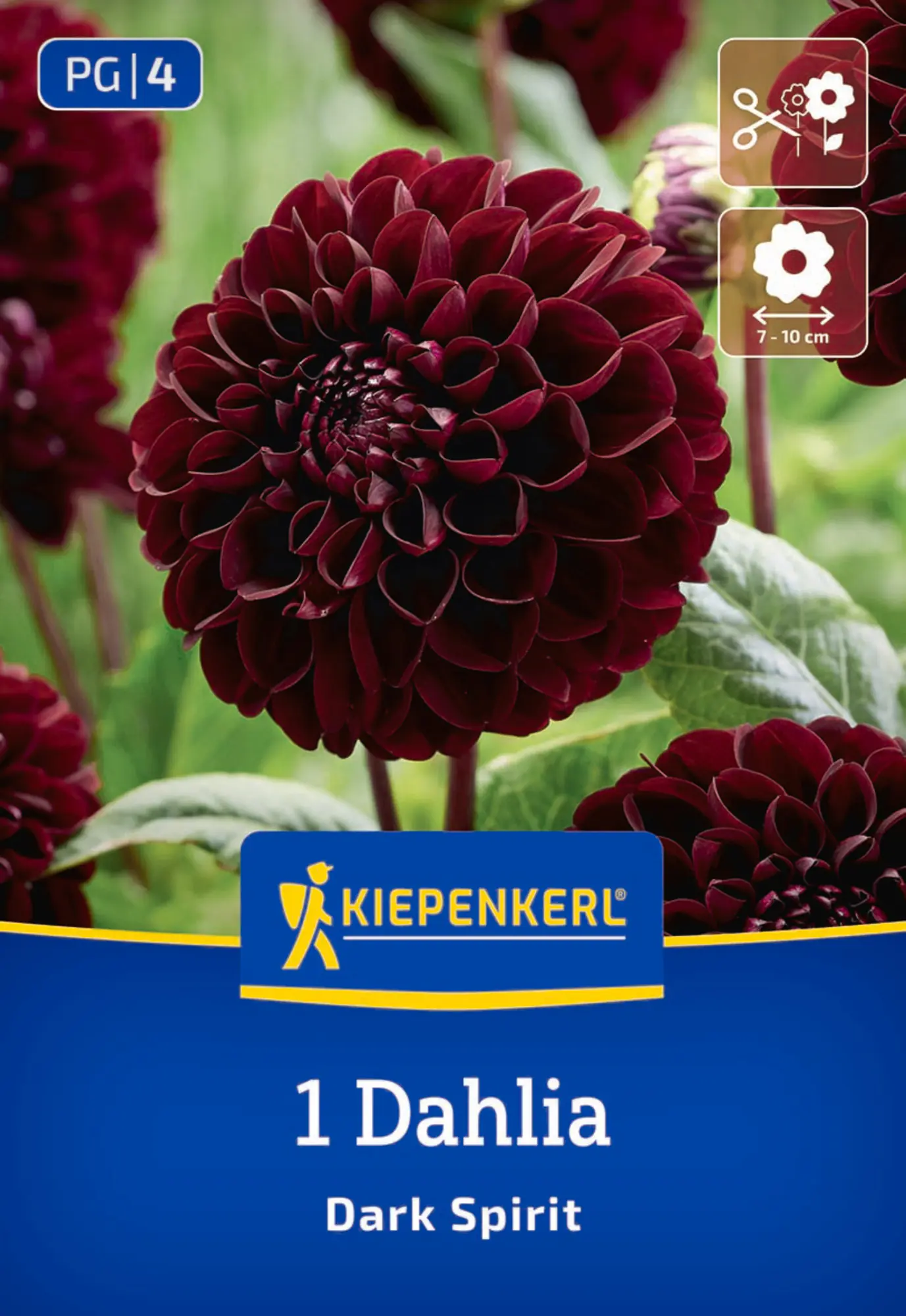 Kiepenkerl Frühjahrsblumenzwiebel Pompon-Dahlie Dark Spirit 1 Stück