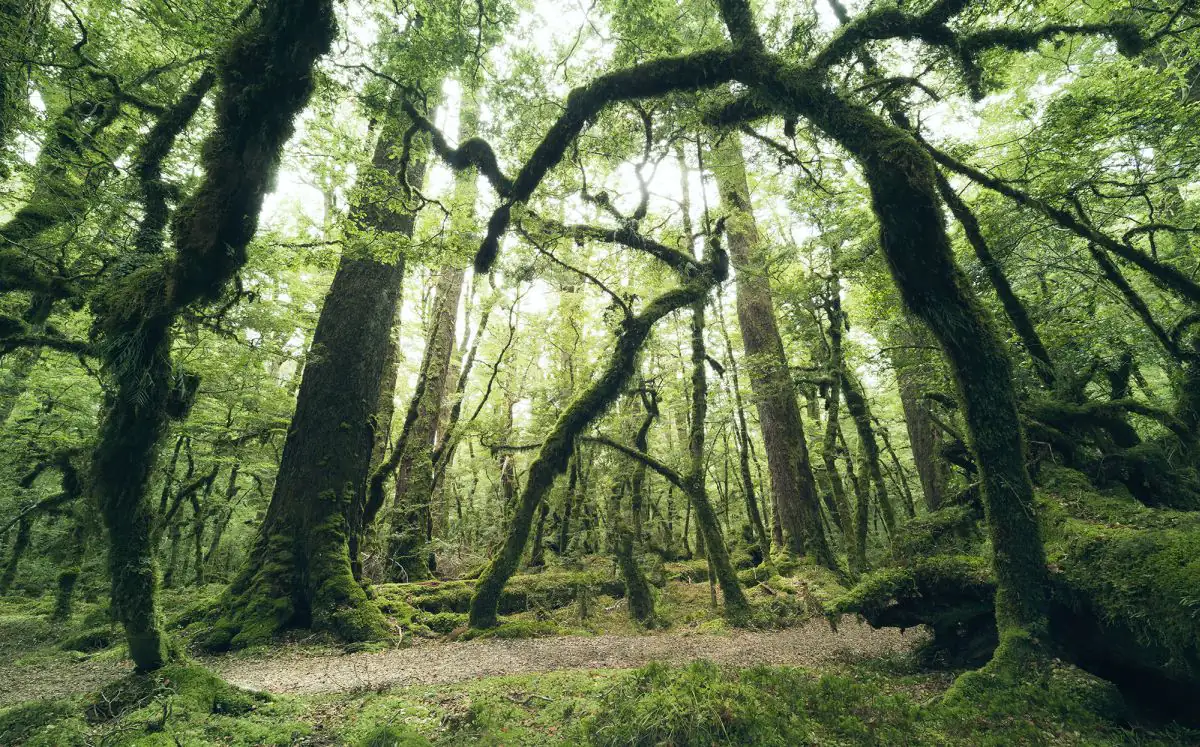 Komar Vlies Fototapete Ancient Green  450 x 280 cm 