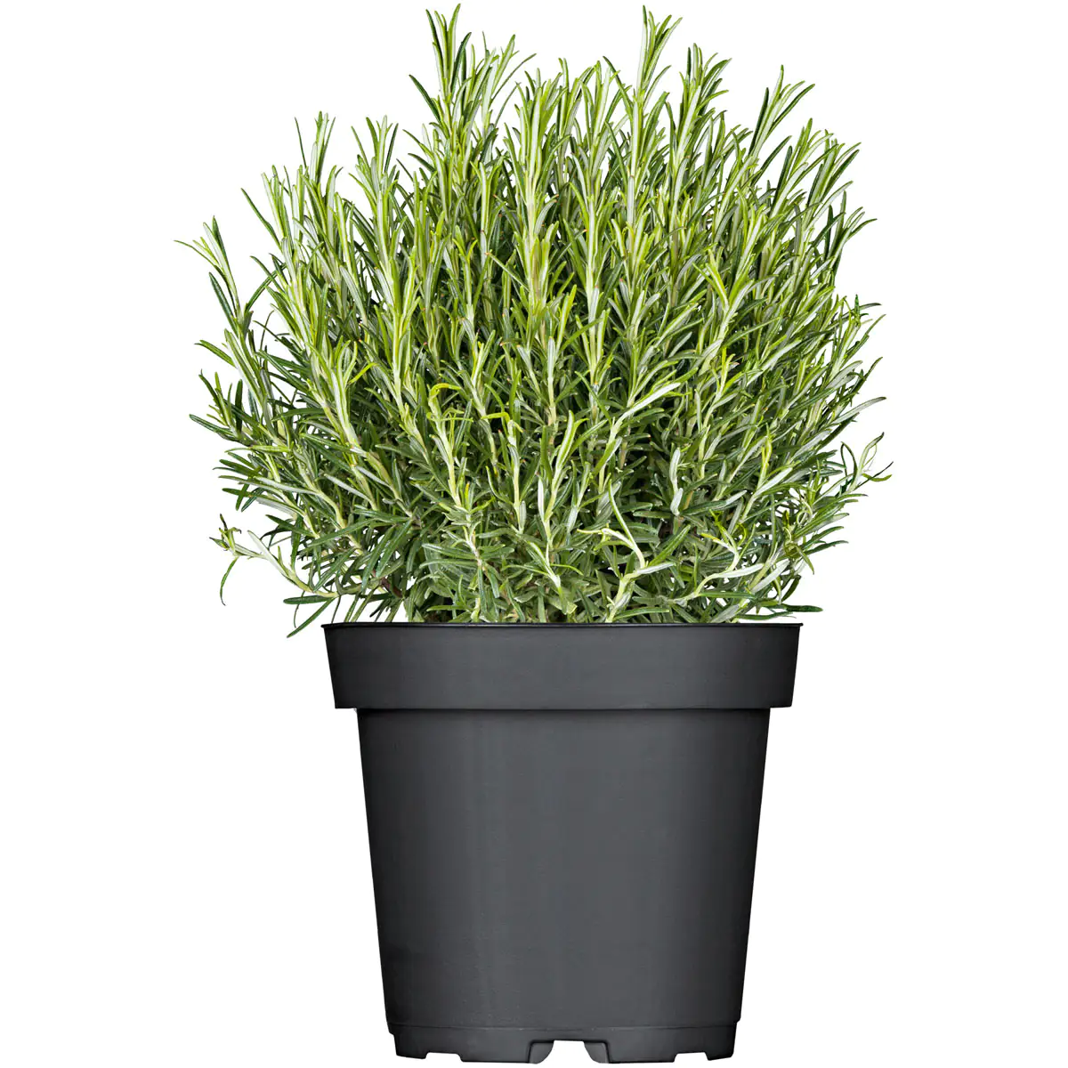 Mediterrane Gewürzkräuter Rosmarin stehend Rosmarinus Officinalis H 25 cm 14 cm Topf