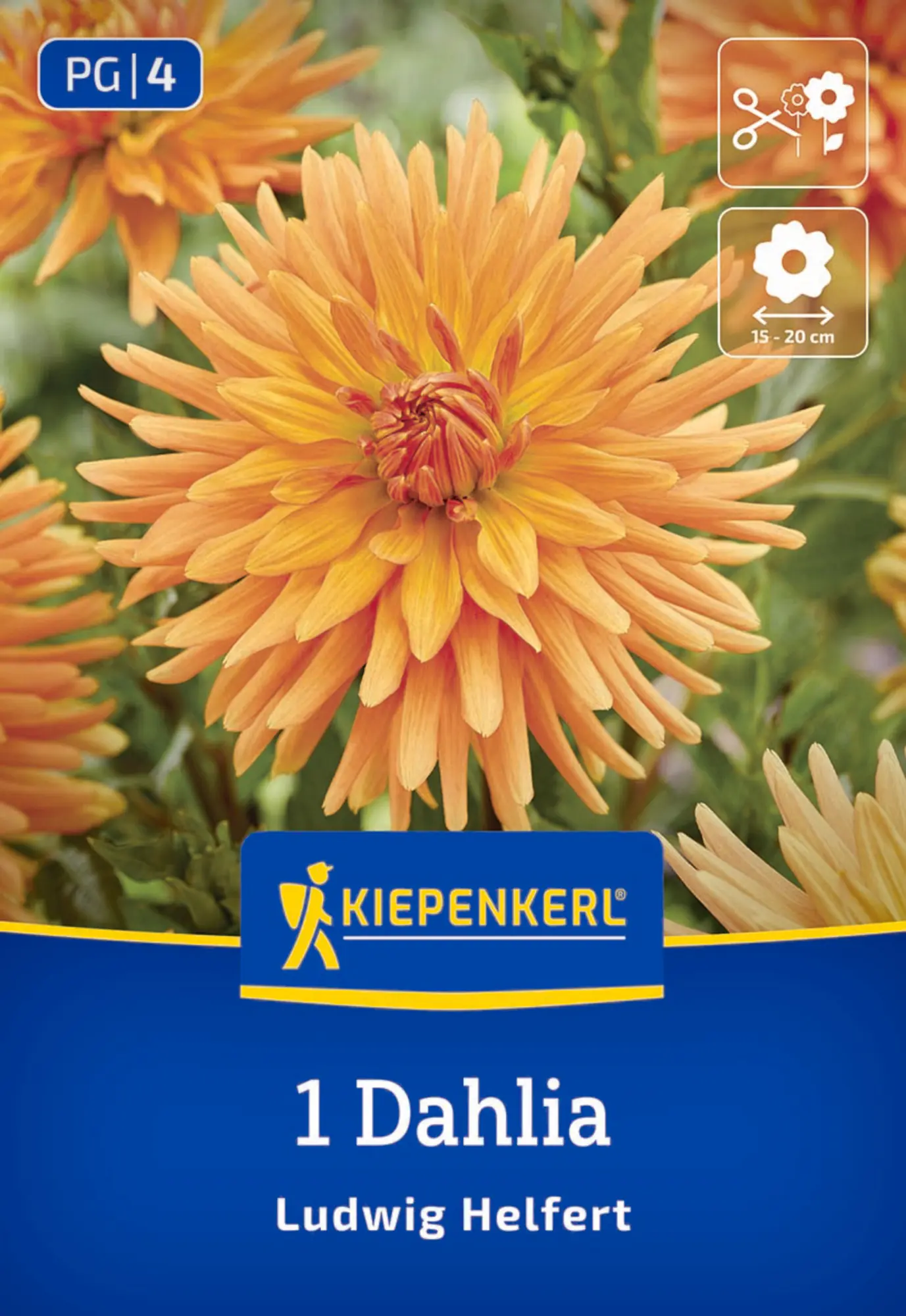 Kiepenkerl Frühjahrsblumenzwiebel Kaktus-Dahlie Ludwig Helfert 1 Stück
