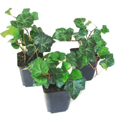Bodendeckerpflanzen Efeu Hedera helix H 20 - 30 cm 9 cm Topf