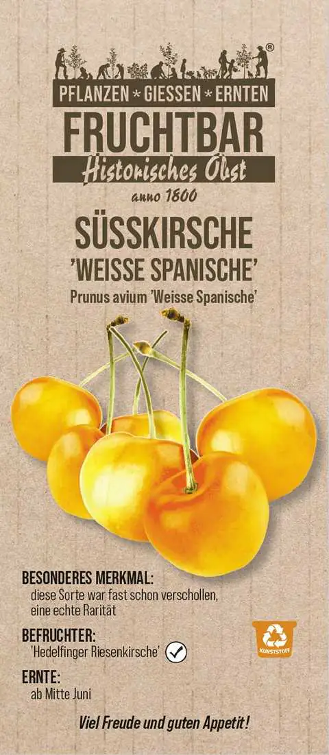 Historische Bio Obstbäume  Süßkirsche Weiße Spanische H 150 cm 29 cm Topf