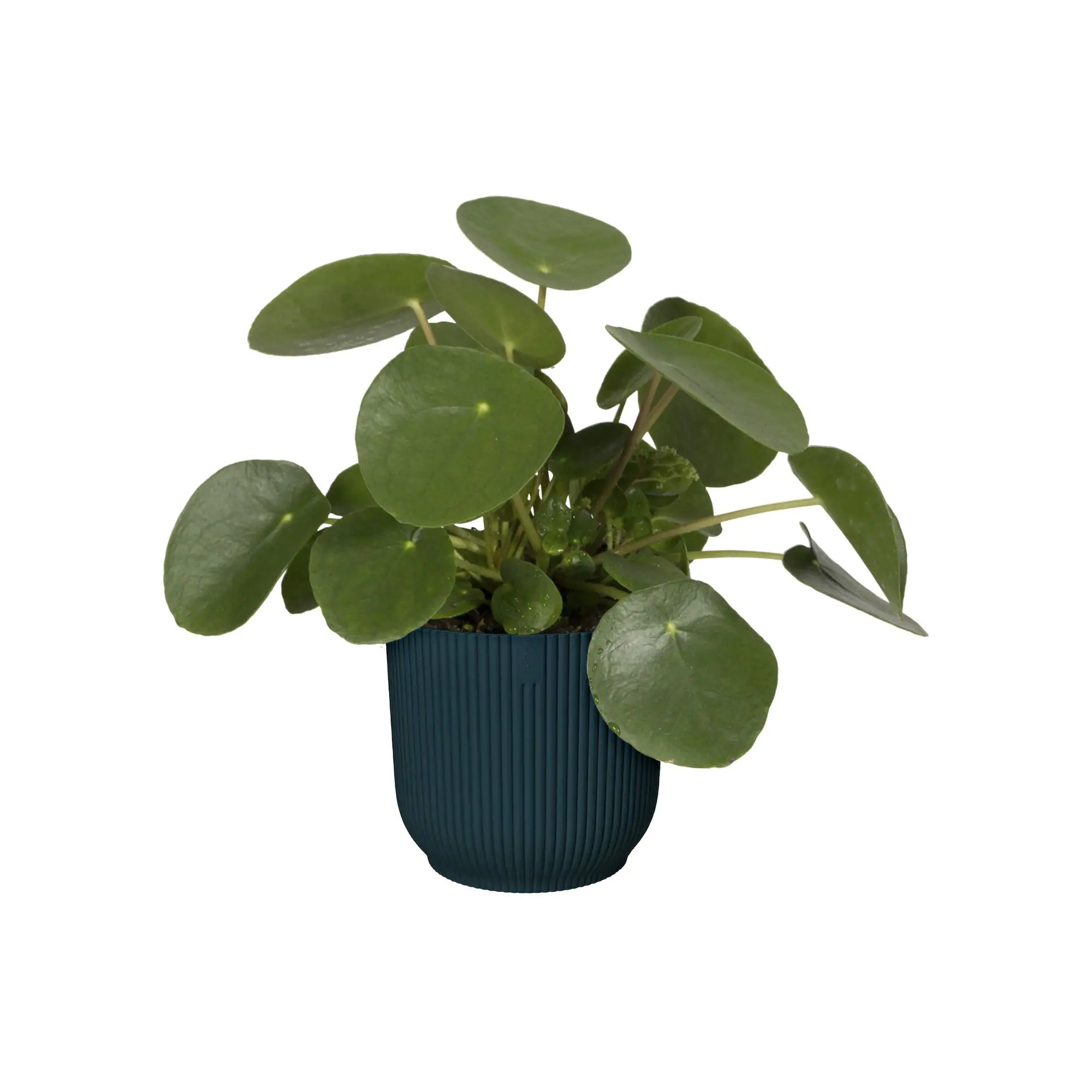 Elho Blumentopf Vibes Fold Ø 14 x 13 cm tiefes blau