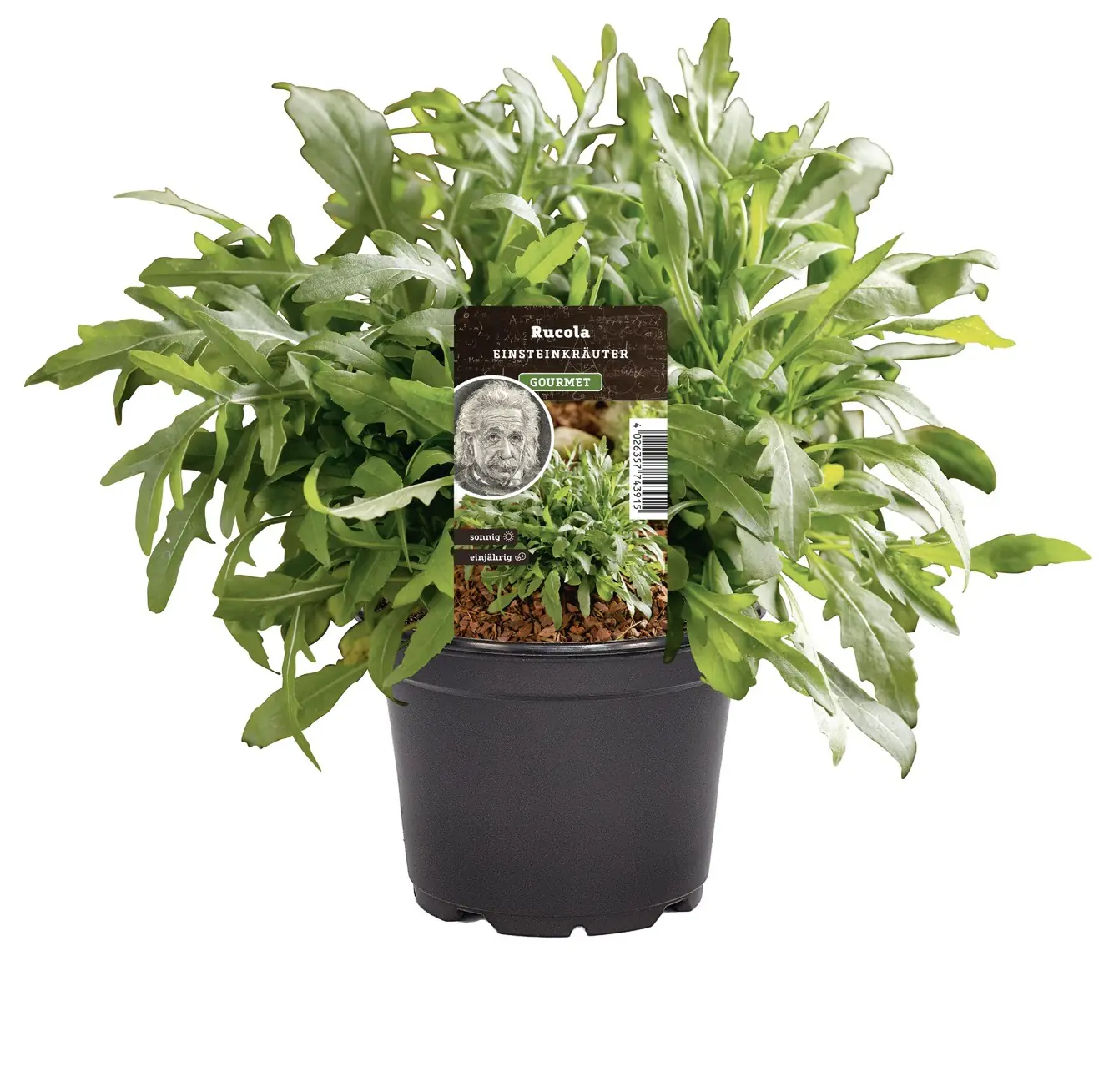 Einsteinkräuter - Ruccola Speedy 12 cm Topf