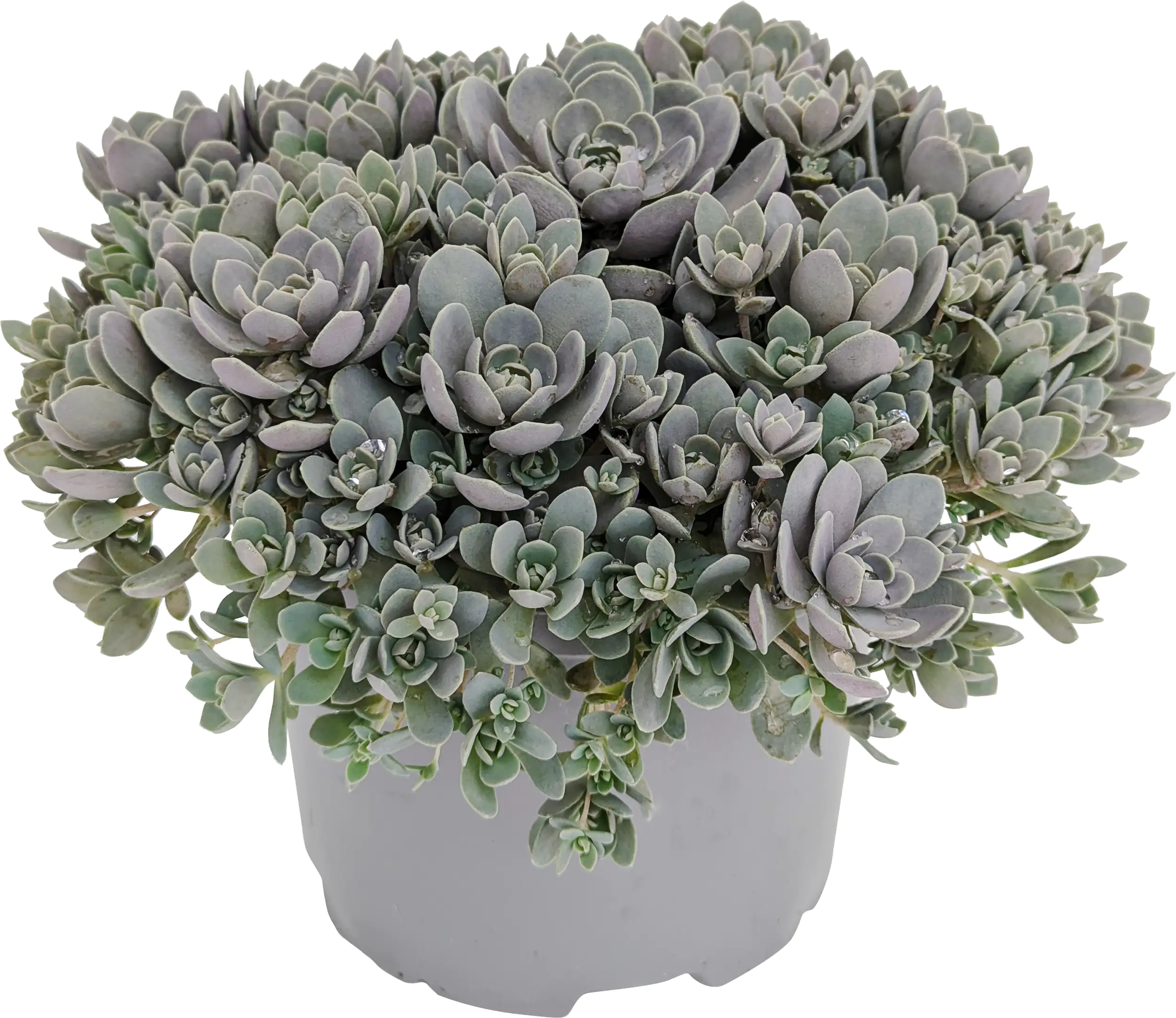 Chinesische Narrenkappe Orostachys iwarenge 17 cm Topf
