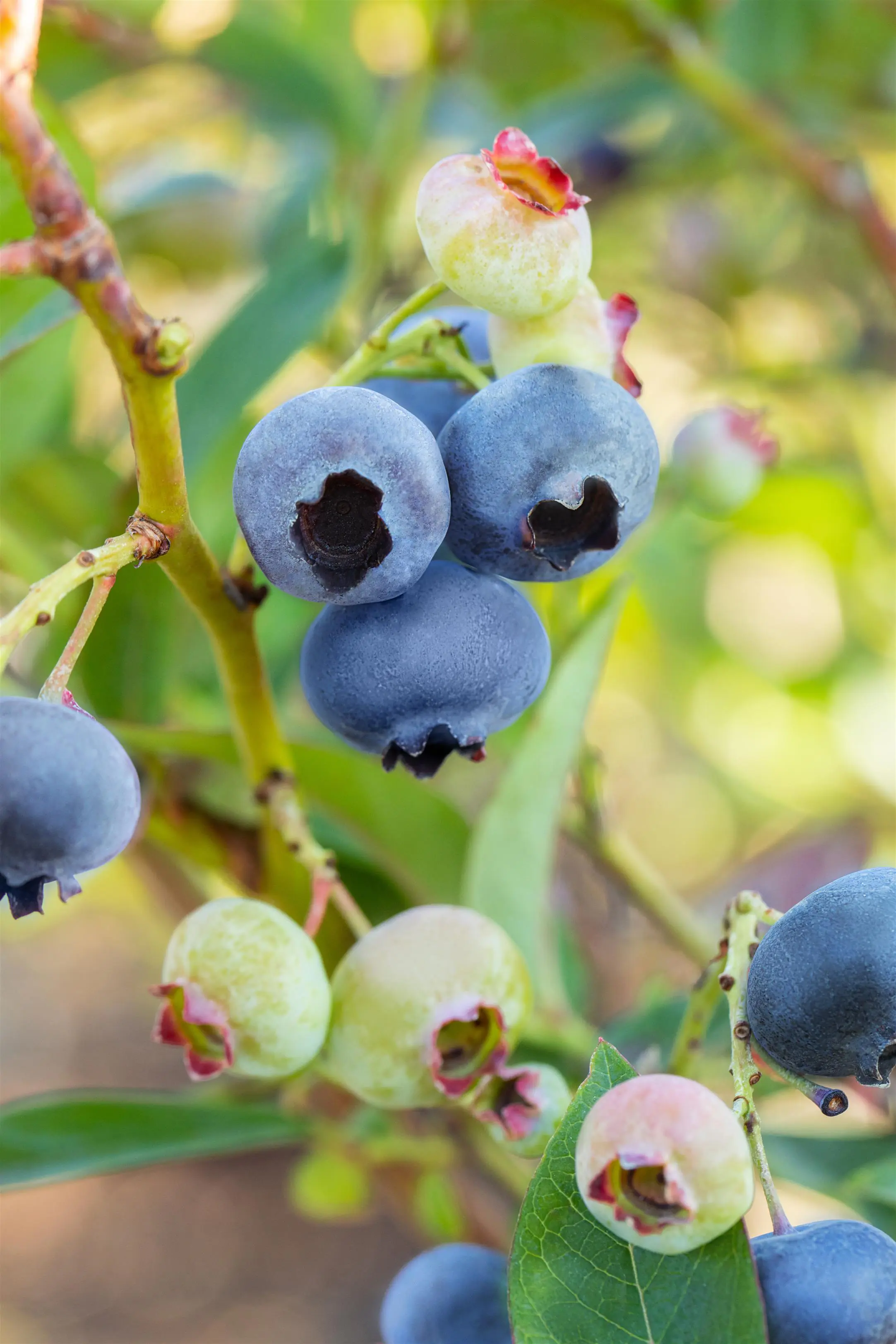 Bio Beerenobst Blaubeere Vaccinium in Sorten blau 2 L Container, 30 - 40 cm hoch
