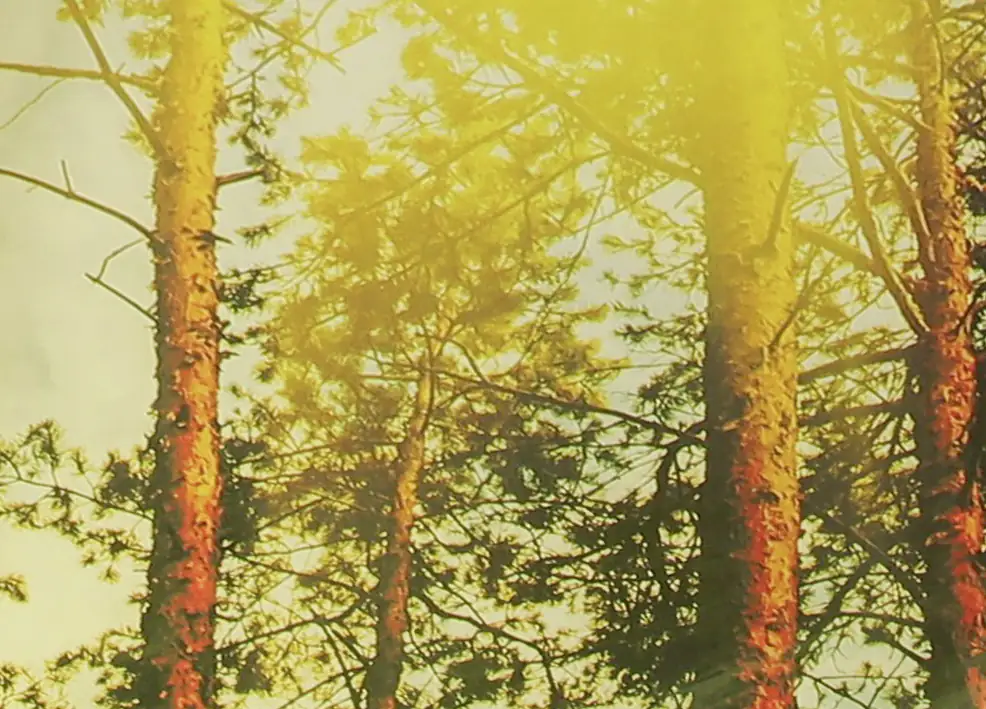 Schneider Sonnenschirm Malaga forest Ø 300 cm 