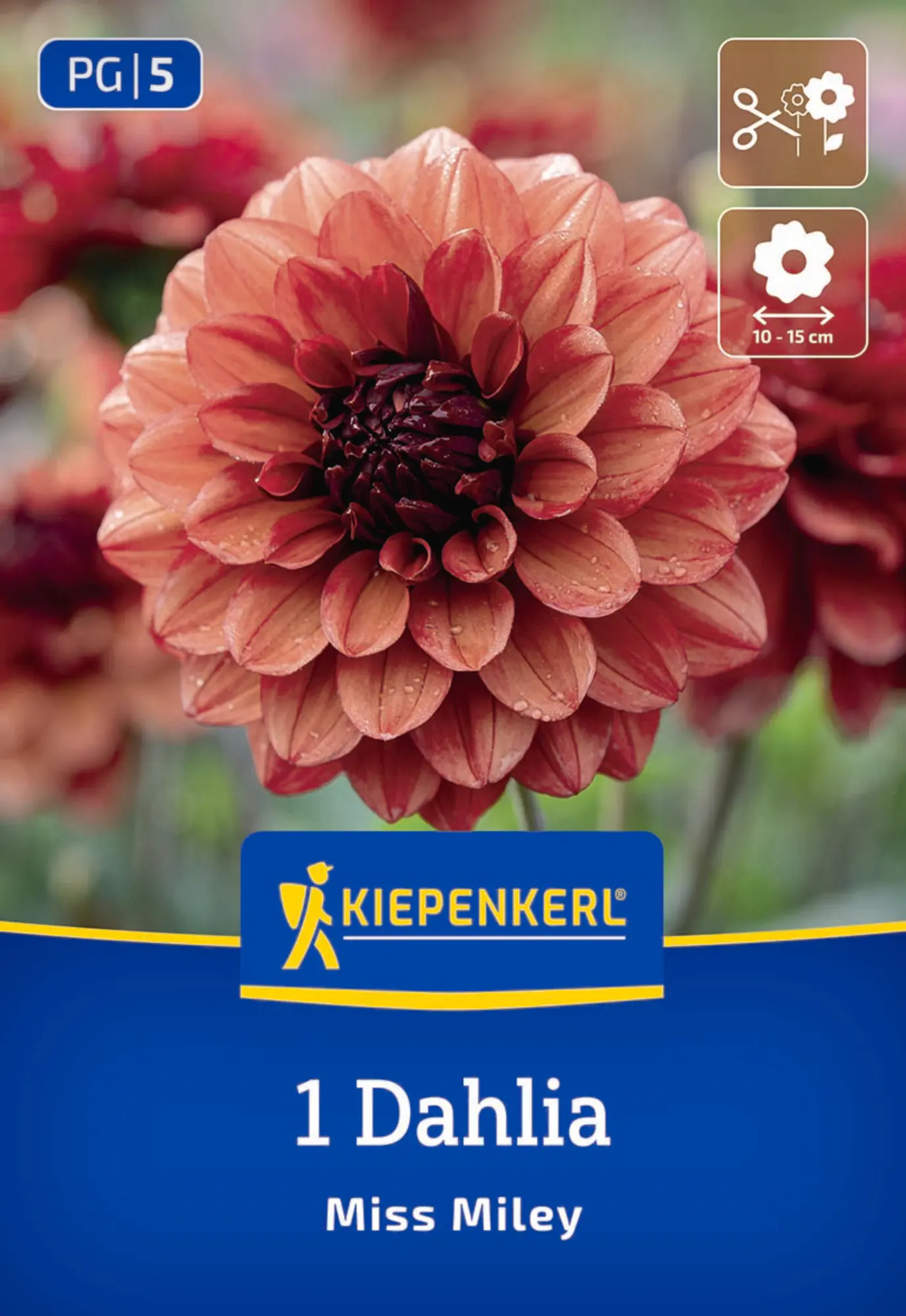 Kiepenkerl Frühjahrsblumenzwiebel Dekorative Dahlie Miss Miley 1 Stück