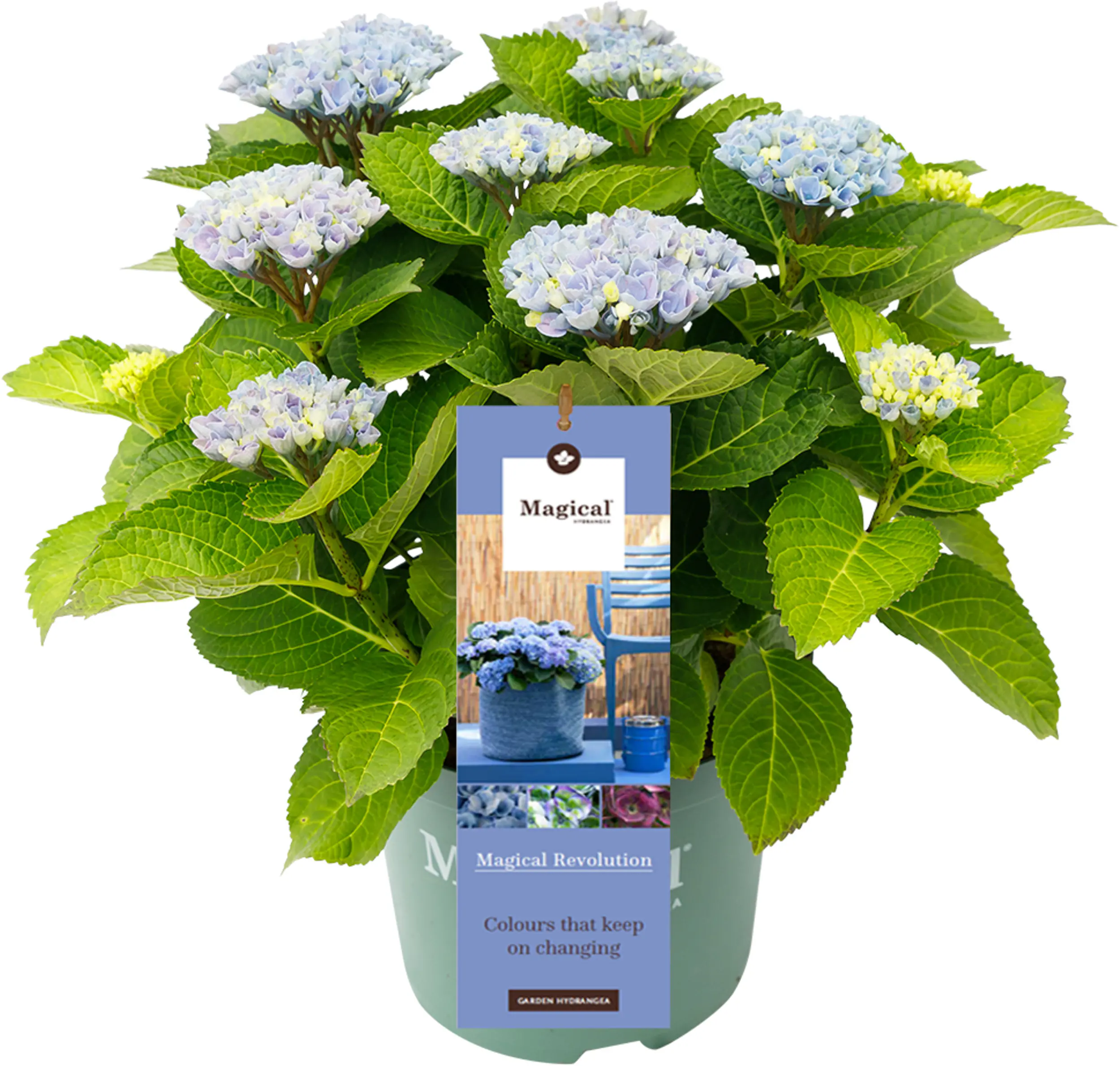 Hydrangea mac. Hortensie Magical 19 cm Topf