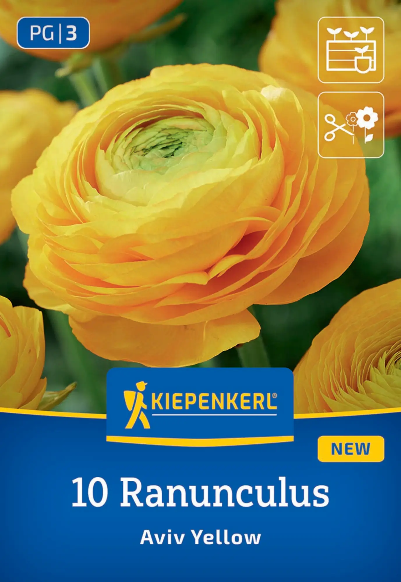 Kiepenkerl Frühjahrsblumenzwiebel Ranunkeln Aviv Gelb 10 Stück