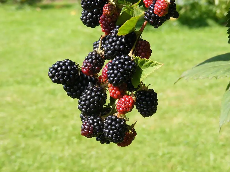 Obststrauch Brombeere Black Satin 2 L Eckcontainer