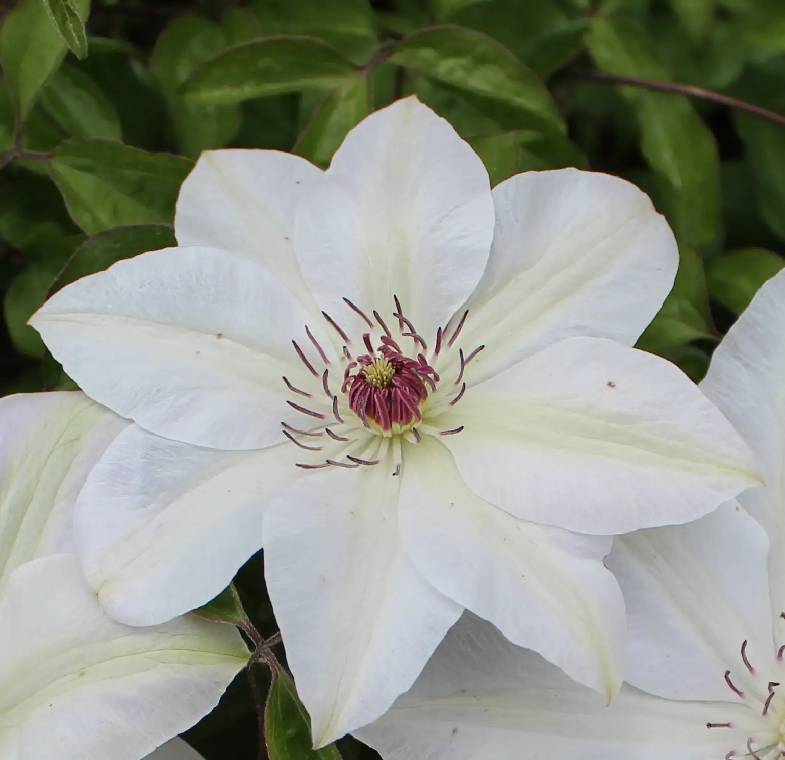 Waldrebe Clematis weiß H 40 - 60 cm 2 L Eckcontainer
