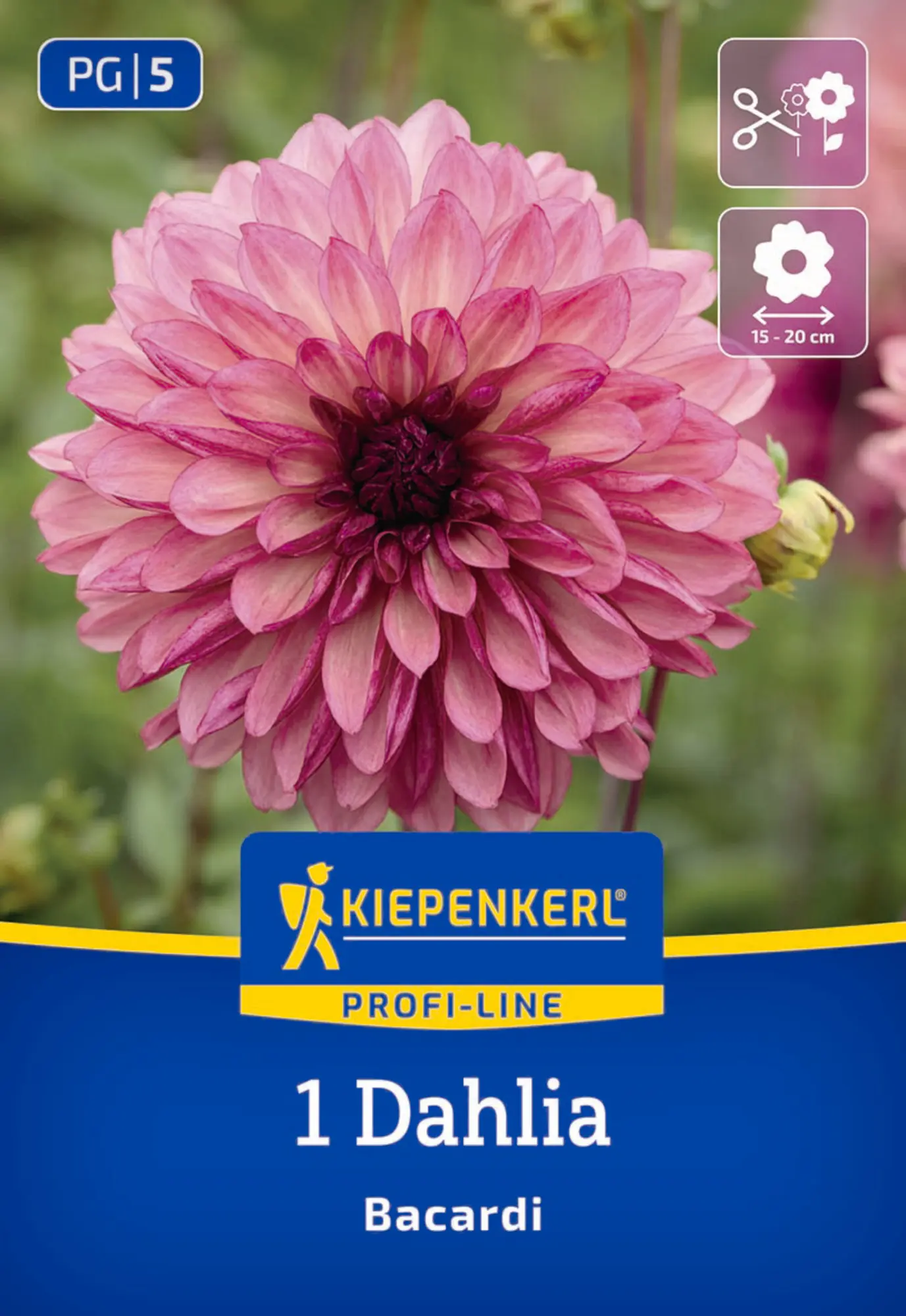 Kiepenkerl Profi-Line Frühjahrsblumenzwiebel Dekorative Dahlie Bacardi 1 Stück