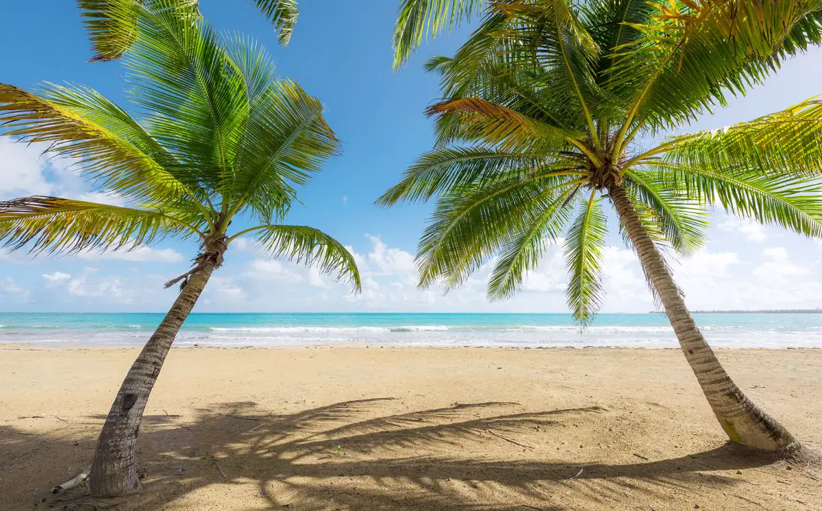 Komar Vlies Fototapete Caribbean Days II 450 x 280 cm 