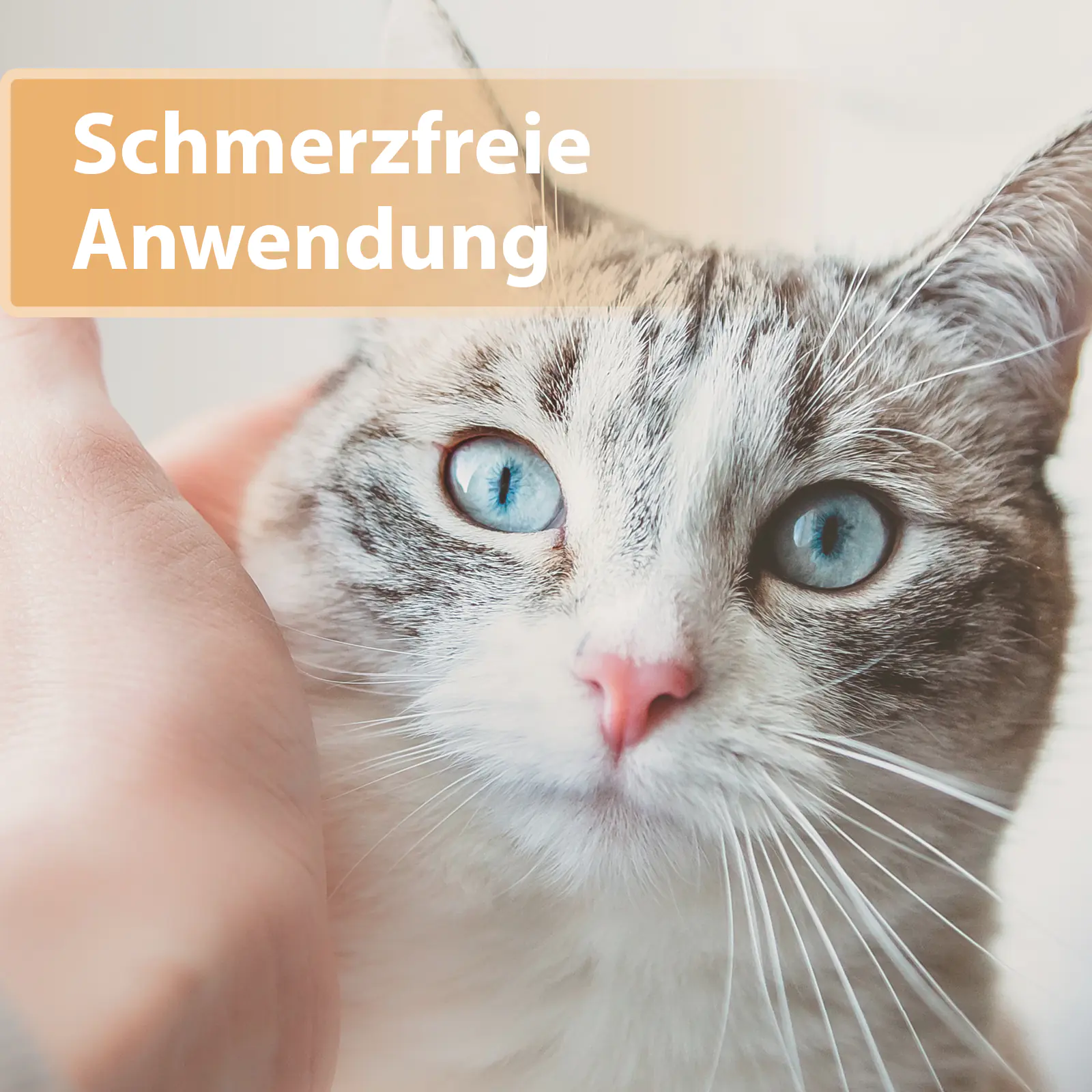 Felisept Wundgel für Katzen 20 ml