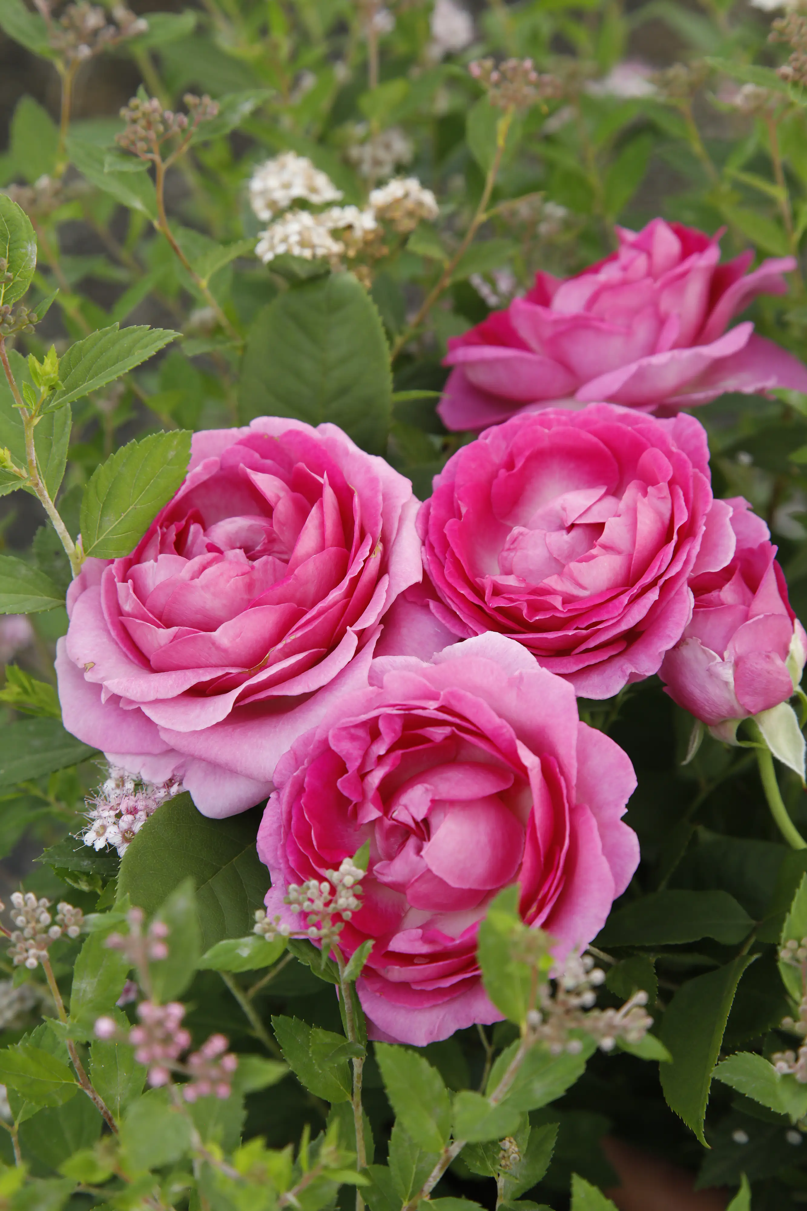 Parfuma Duftrosen in Sorten 5 l Container