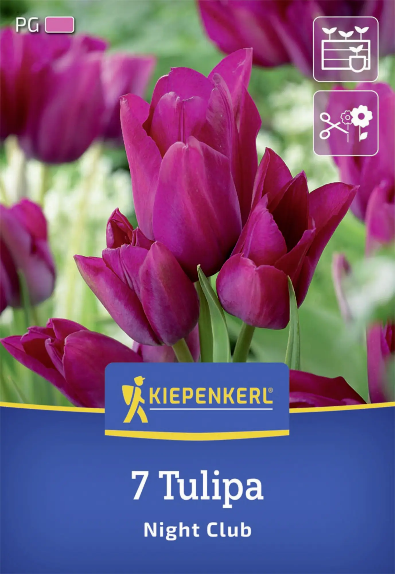 Kiepenkerl Herbstblumenzwiebel Mehrblütige Tulpe Night Club 7 Stück