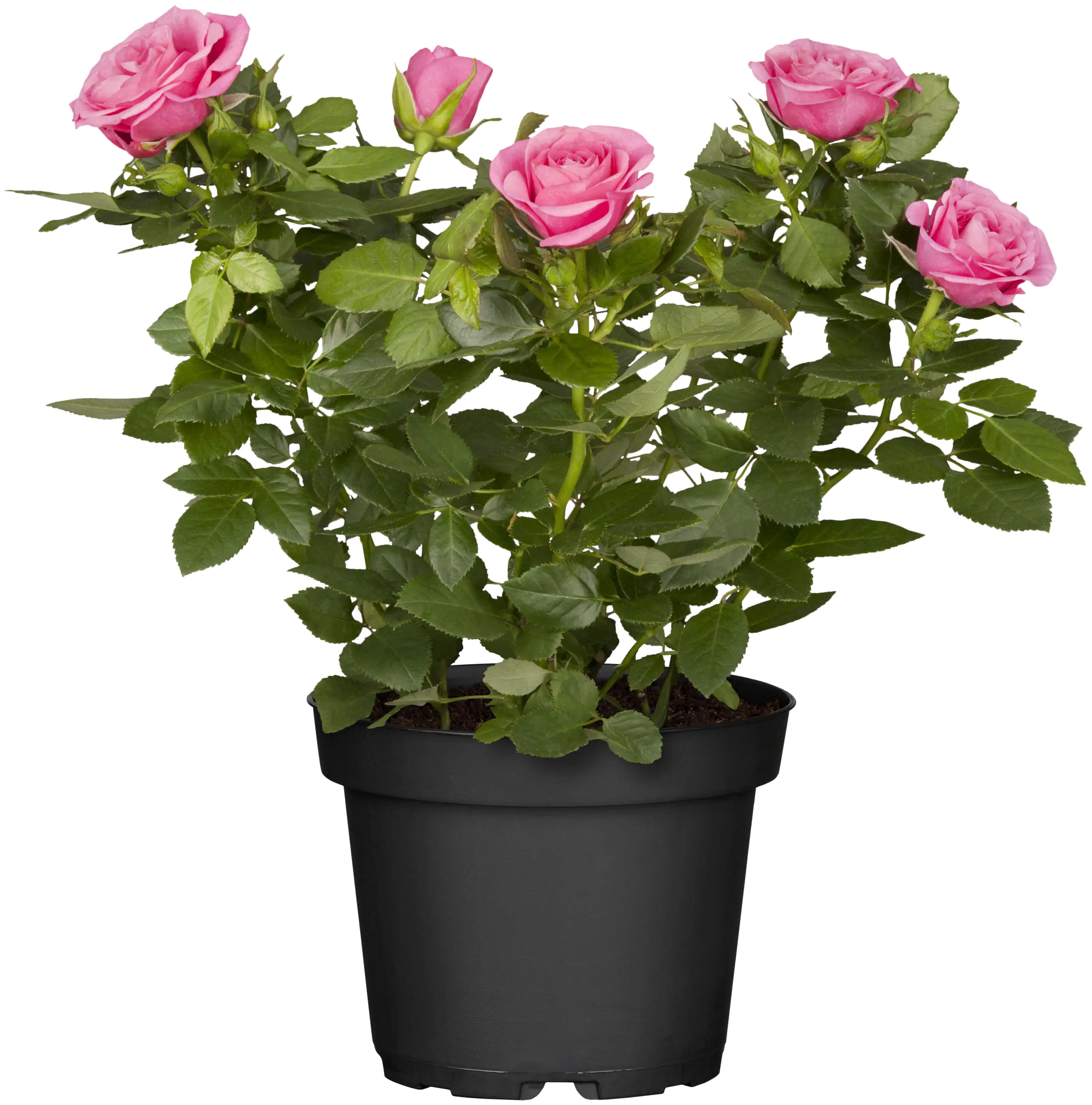 Freilandrosen Sortenmix 5 l Container
