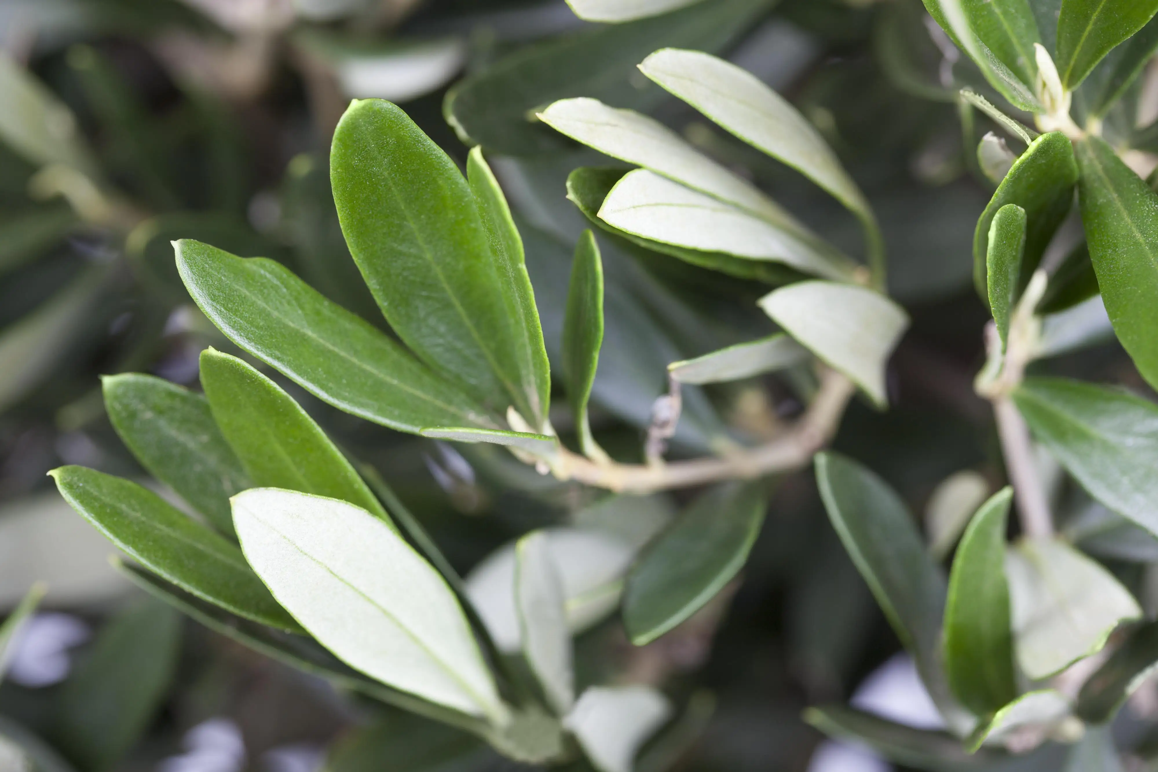Olea Europaea Olivenbaum 90 cm 19 cm Topf 