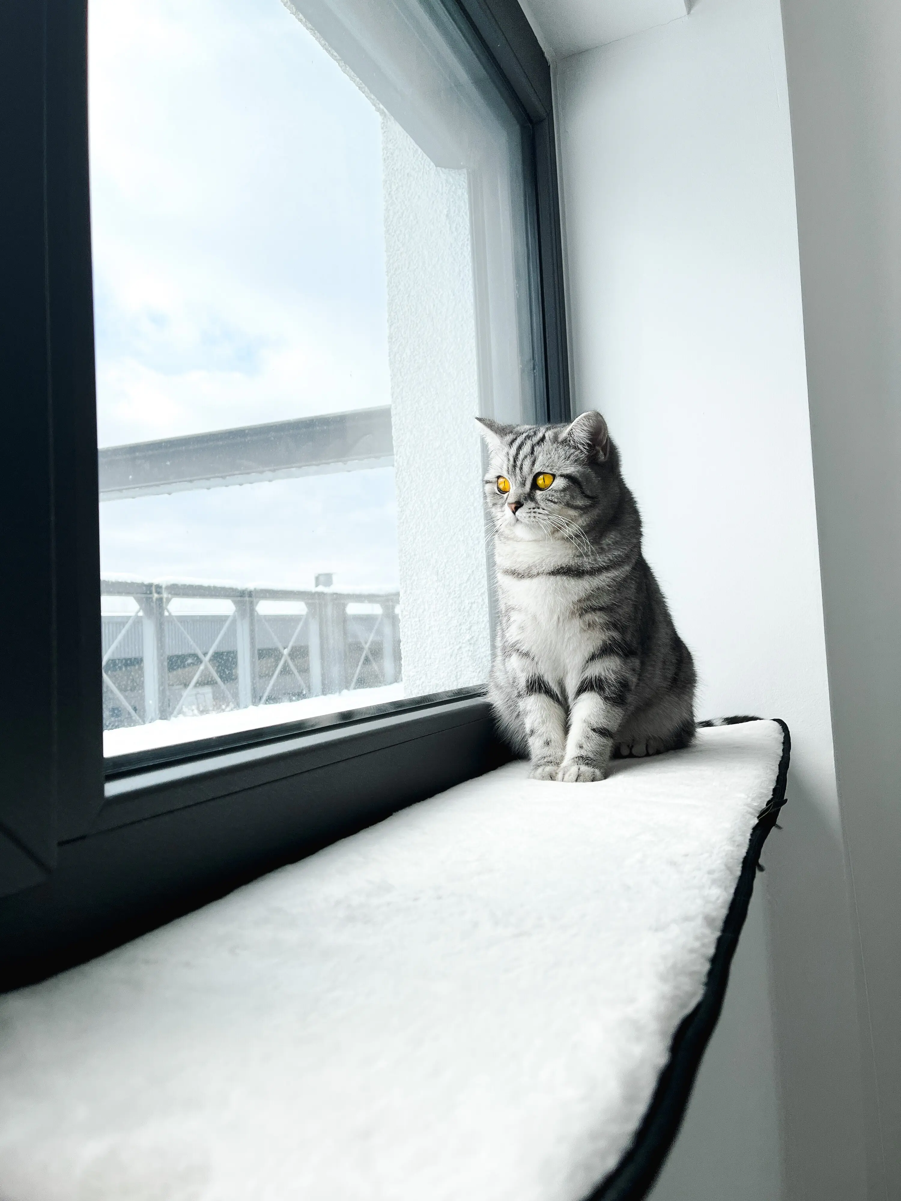 Lebon Fensterbankauflage für Katzen Banki XXL 90 x 25 cm elfenbein 