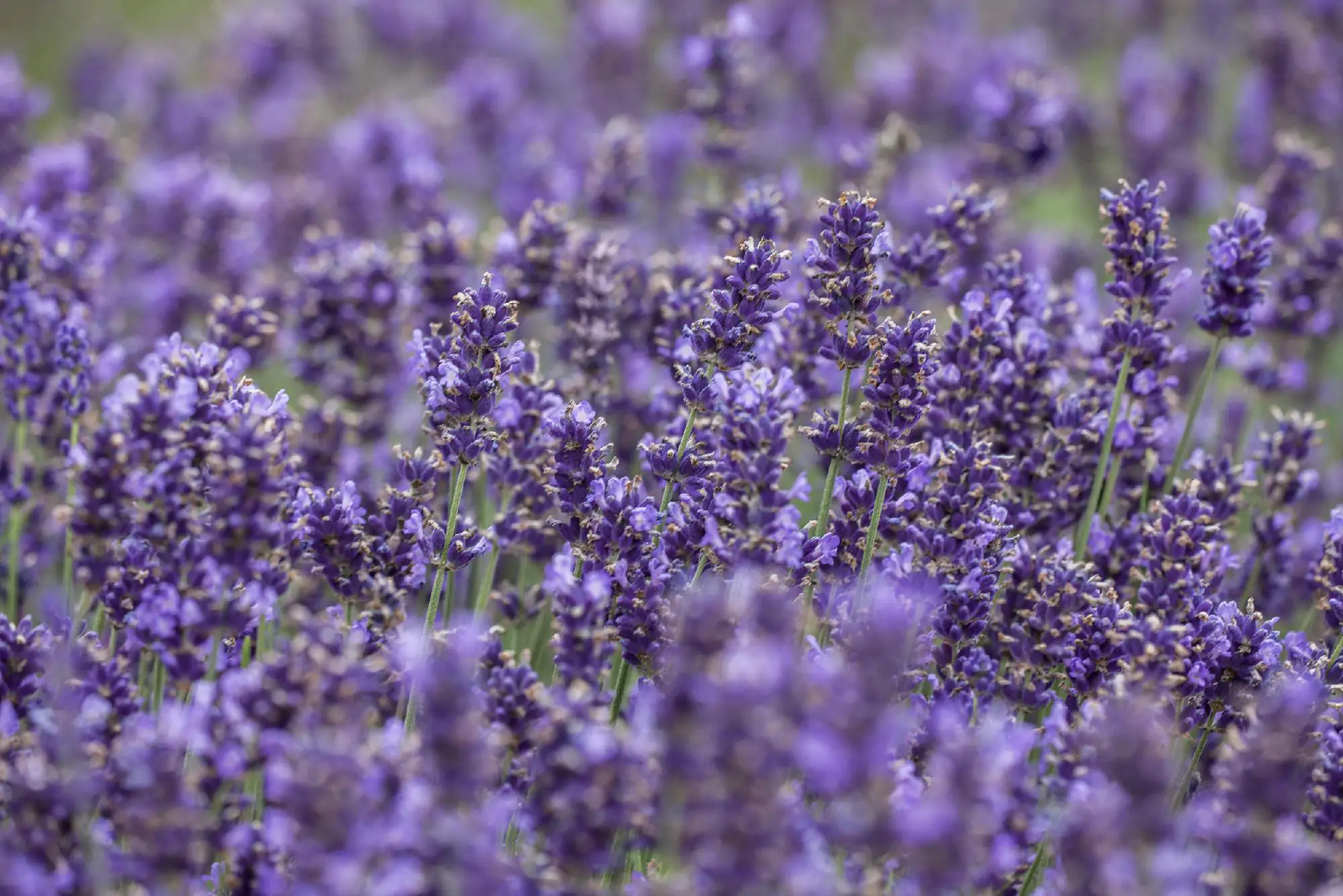 Lavendel Hidcote H ca 25 cm 12 cm Topf