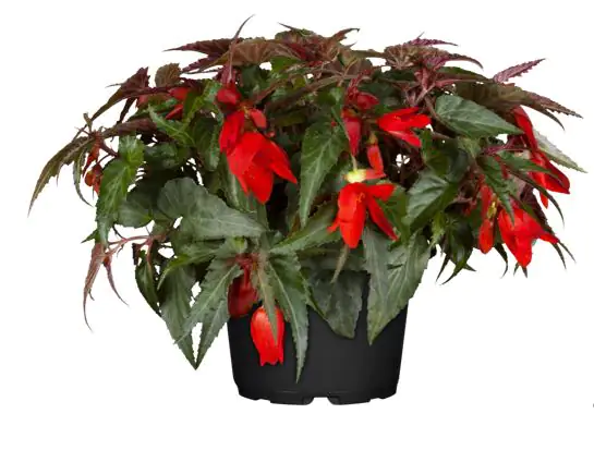 Begonie Begonia Semperflorens 13 cm Topf