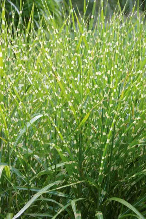 Chinaschilf Miscanthus sin. Strictus Dwarf 23 cm Topf