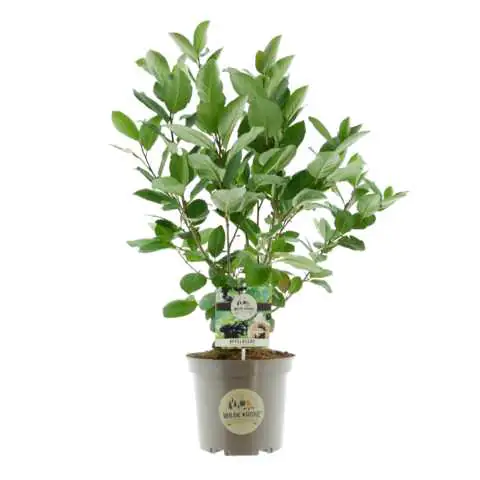 Wilde Küche Apfelbeere 23 cm Topf, 40-60 cm hoch