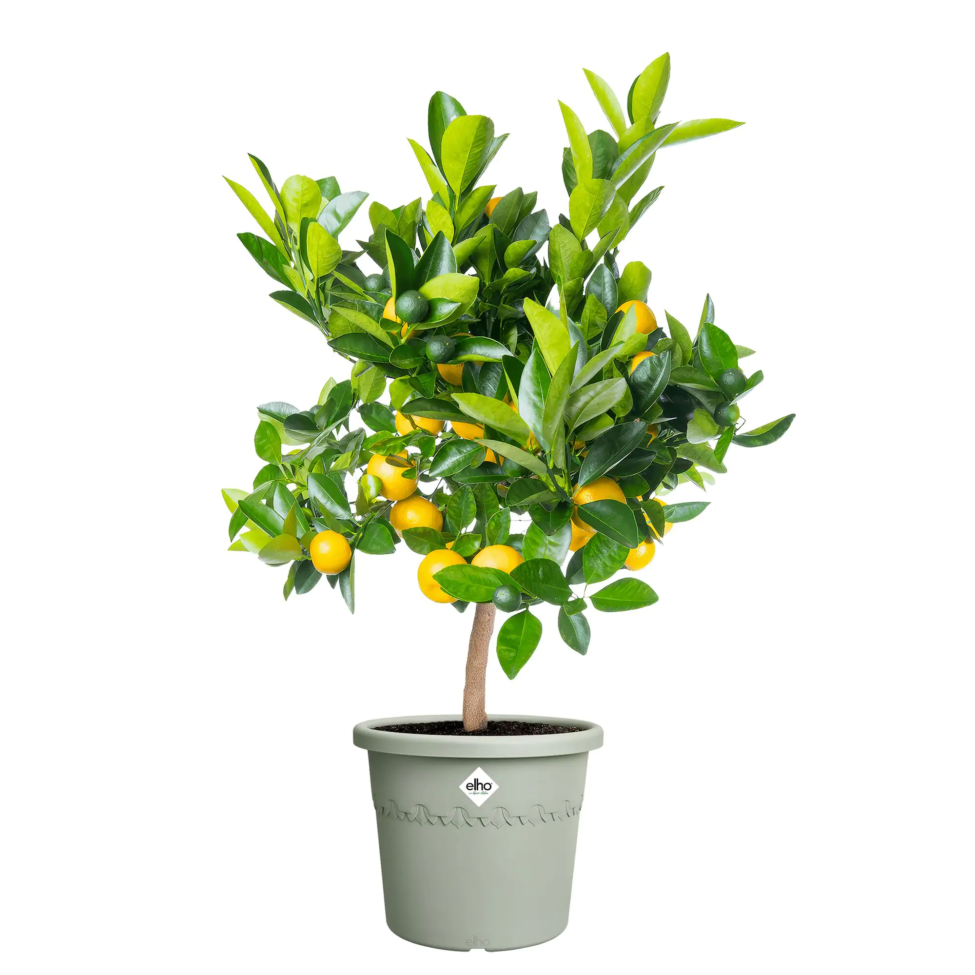 Elho Blumentopf Algarve Cilindro Ø 30 x 25 cm thymian grün
