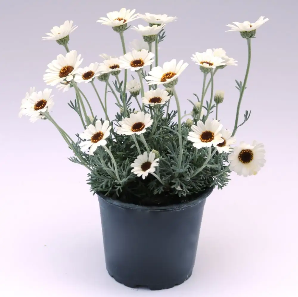 Sunny RockCollection Marokkanische Margerite Rhodanthemum H ca 25 cm 13 cm Topf