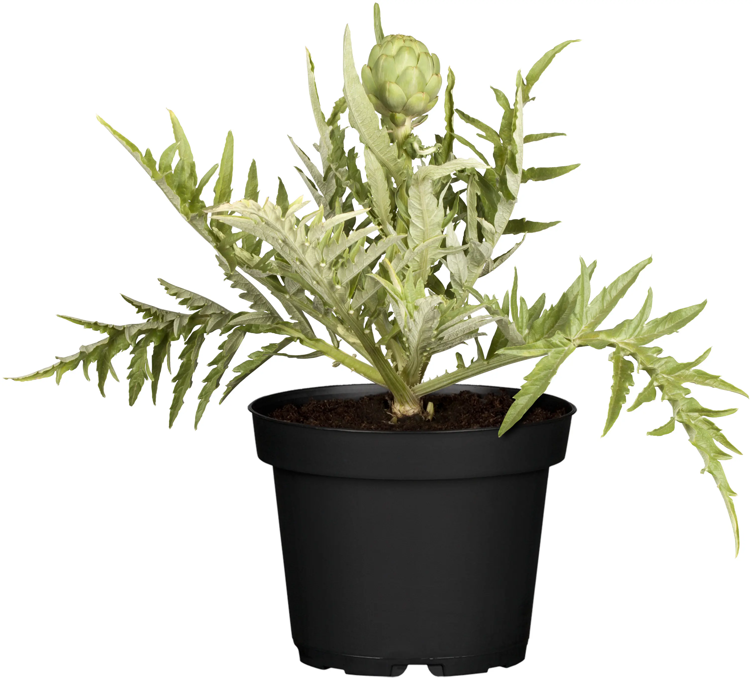 Einsteinkräuter Cynara cardunculus subsp. Scolymus Artischocke 13 cm Topf 