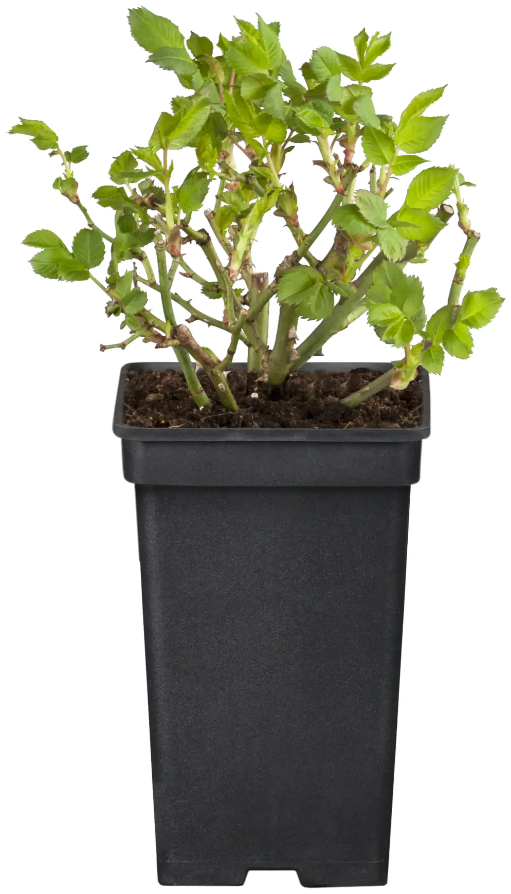 Freilandrose Meidenia Mix 2 L Container