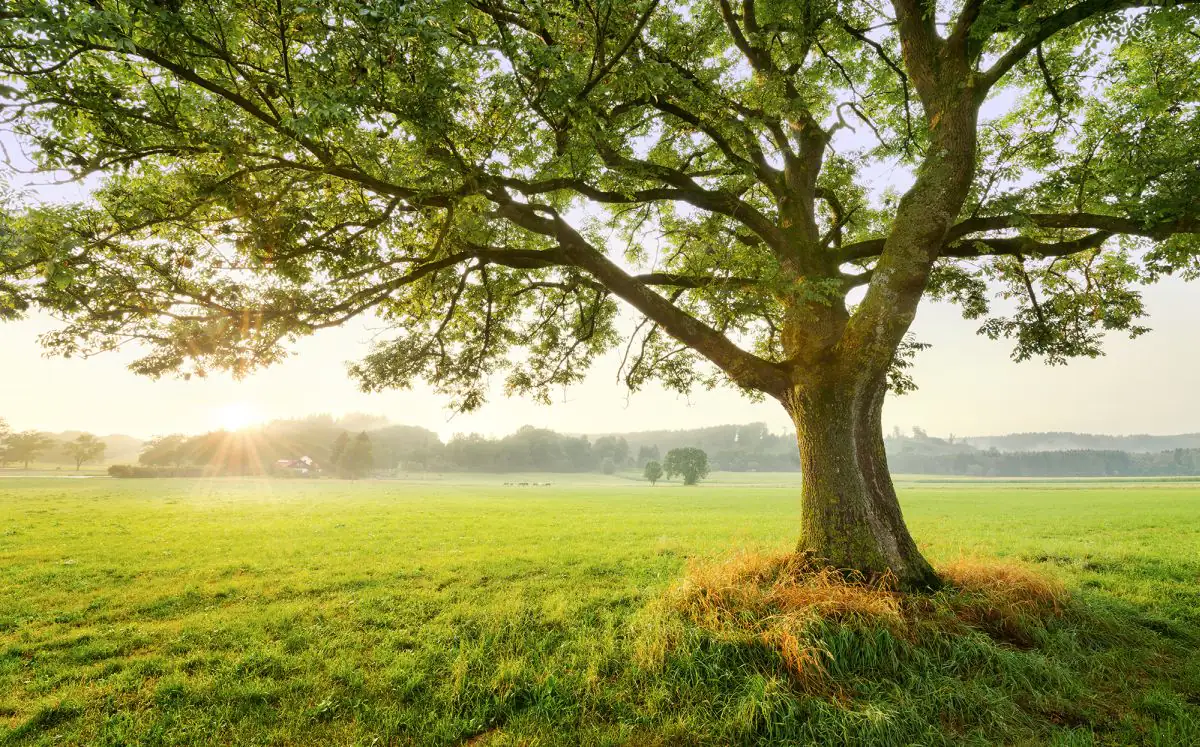 Komar Vlies Fototapete The Magic Tree 450 x 280 cm 