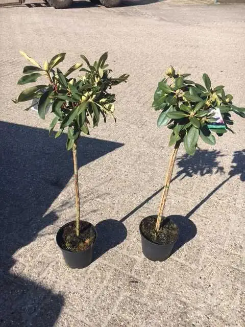 Rhododendron in Sorten 5 l Container