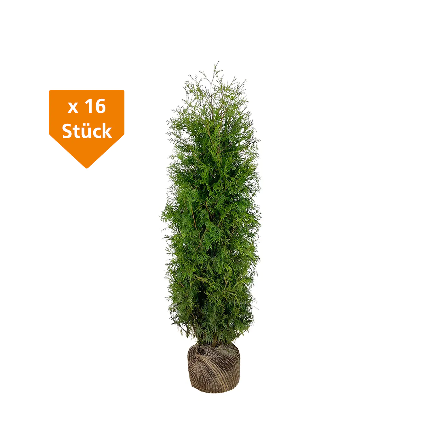 Lebensbaum Thuja occ. Brabant H 140 - 160 cm, 16 Stück