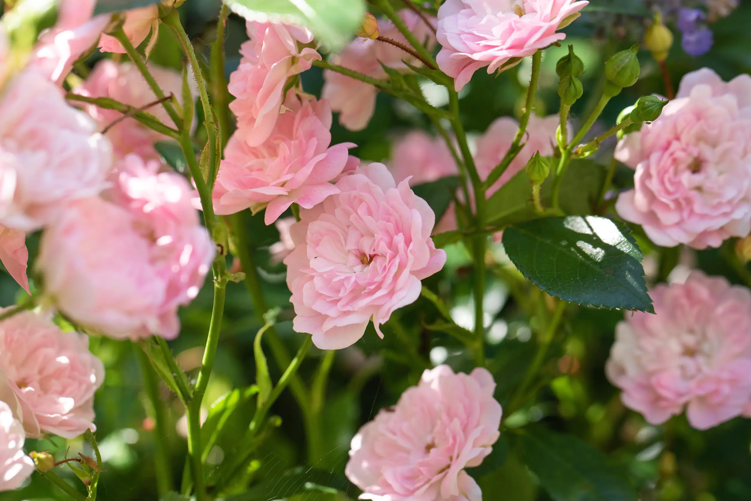Freilandrose Meidenia Mix 2 L Container