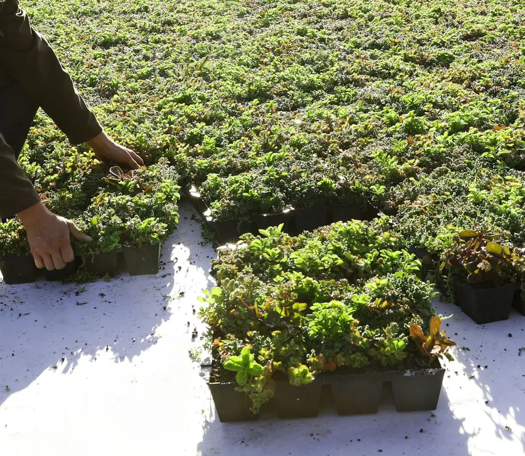 Plantile Dachbegrünungs-Komplettset mit Folie und Vlies für 18 m² Dachfläche