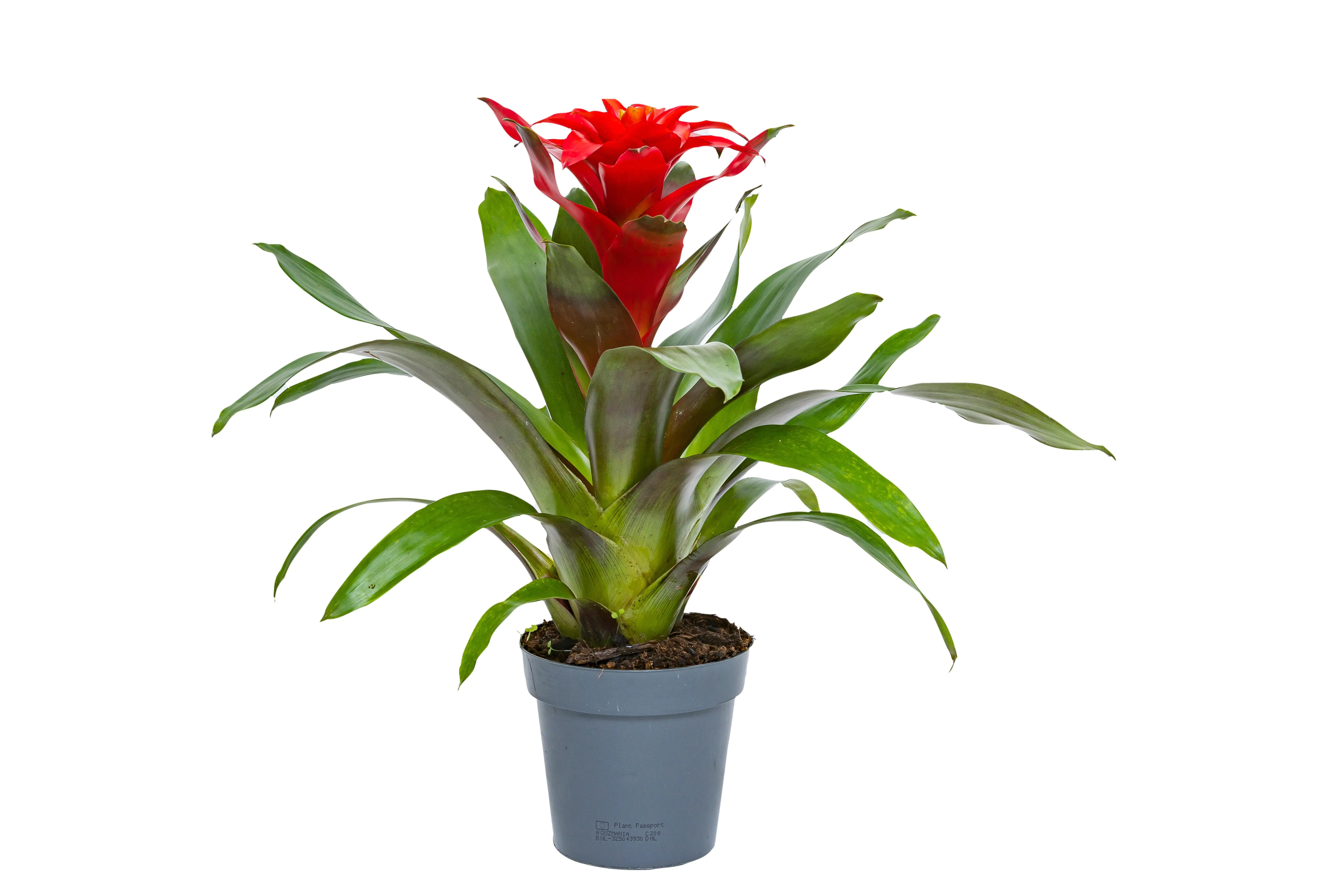 Guzmanie Optima rot H ca. 40 cm 13 cm Topf