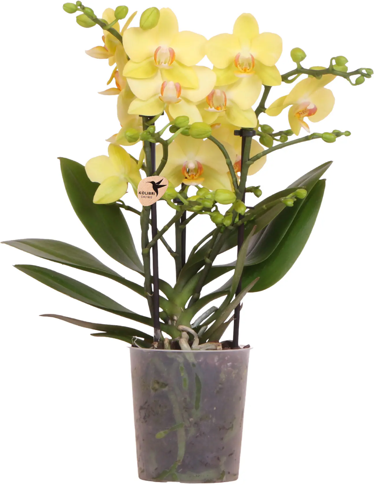 Orchidee Phalaenopsis 3 Trieber 30 - 40 cm hoch, im 9 cm Topf