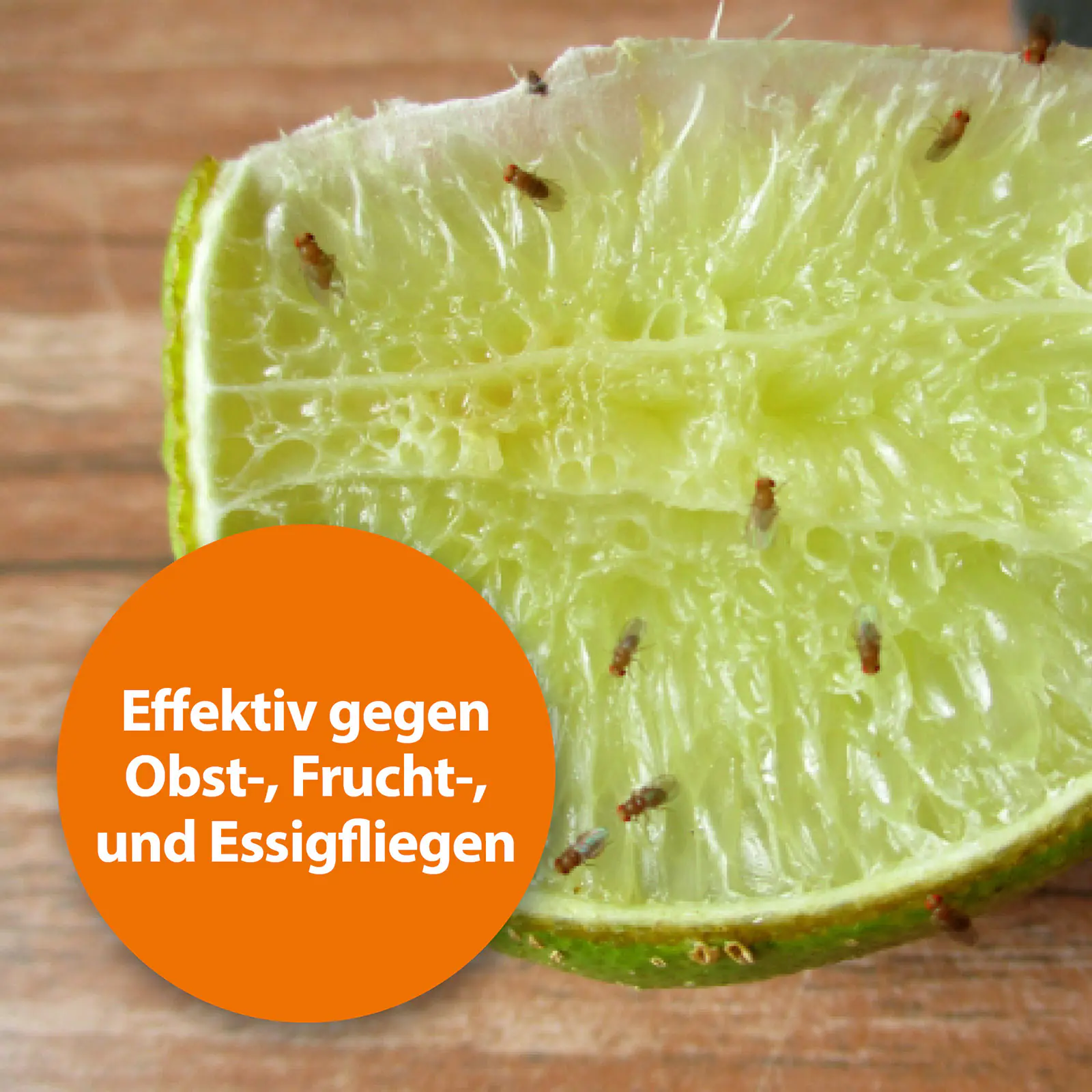 Ardap Fruchtfliegenfalle mit Lockstoff 1 Stück