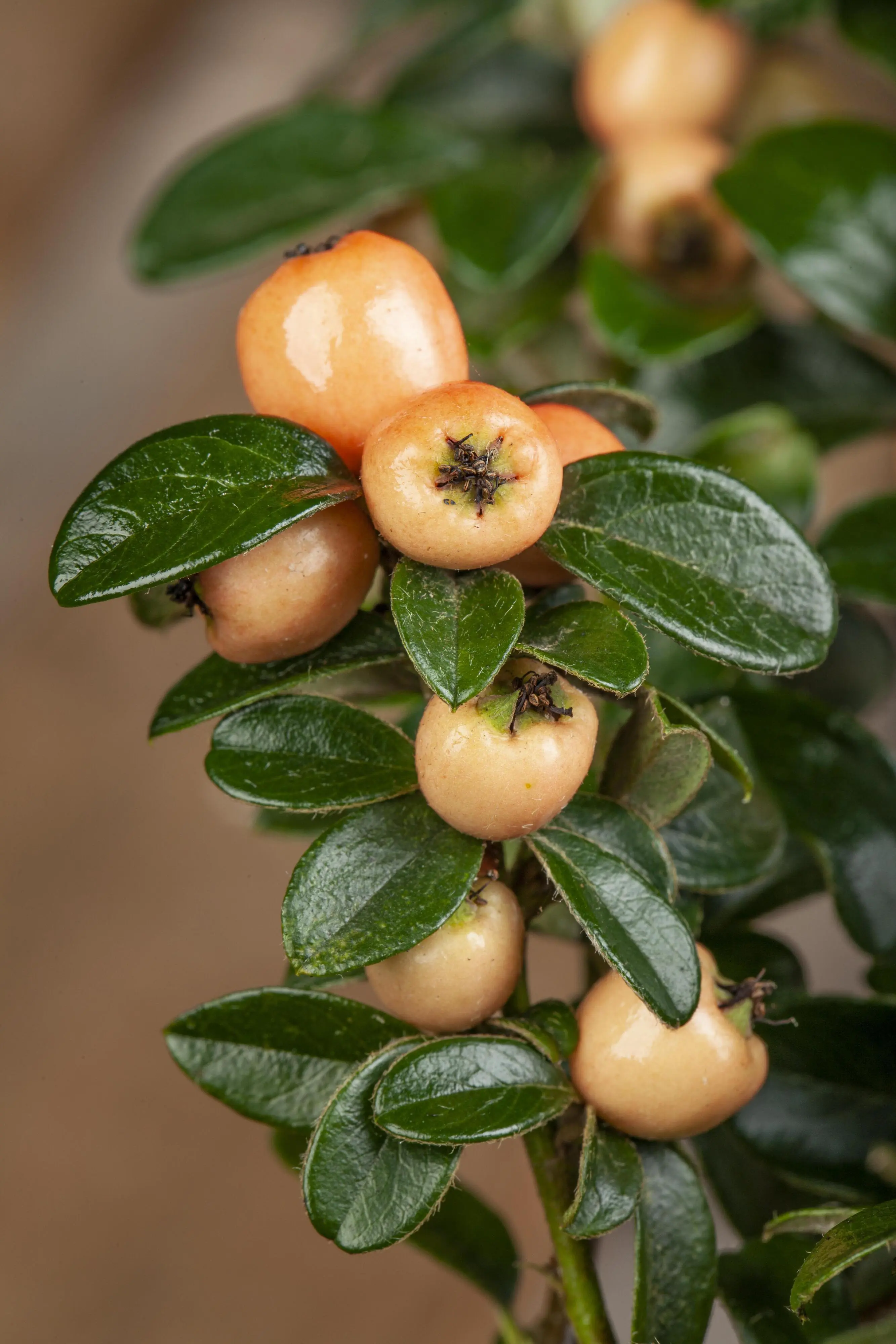 Teppichmispel Cotoneaster dammeri 'Coral Beauty' 0,5 L Container