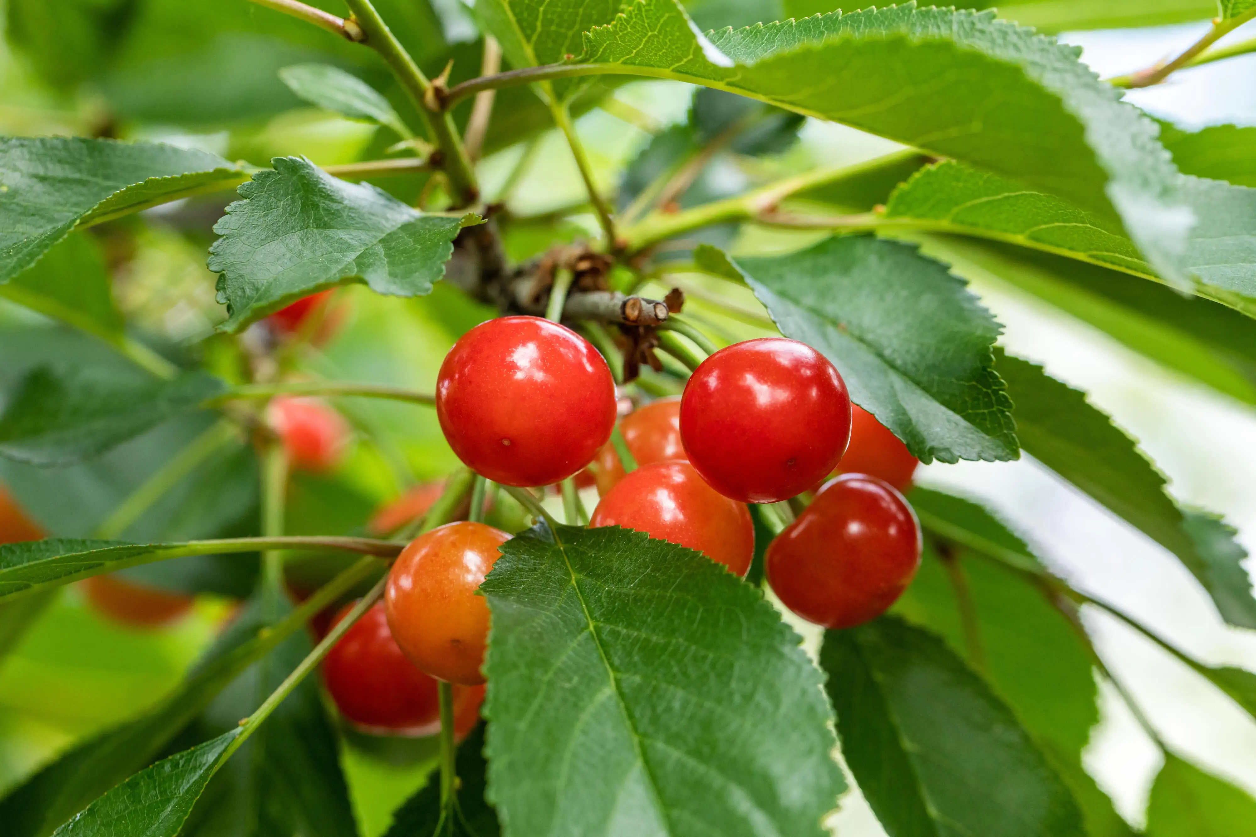 Obstbaum Süßkirsche in Sorten 19 cm Topf, 100-125 cm hoch